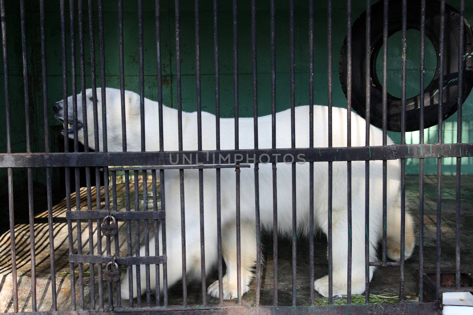white bear closed in zoo cage