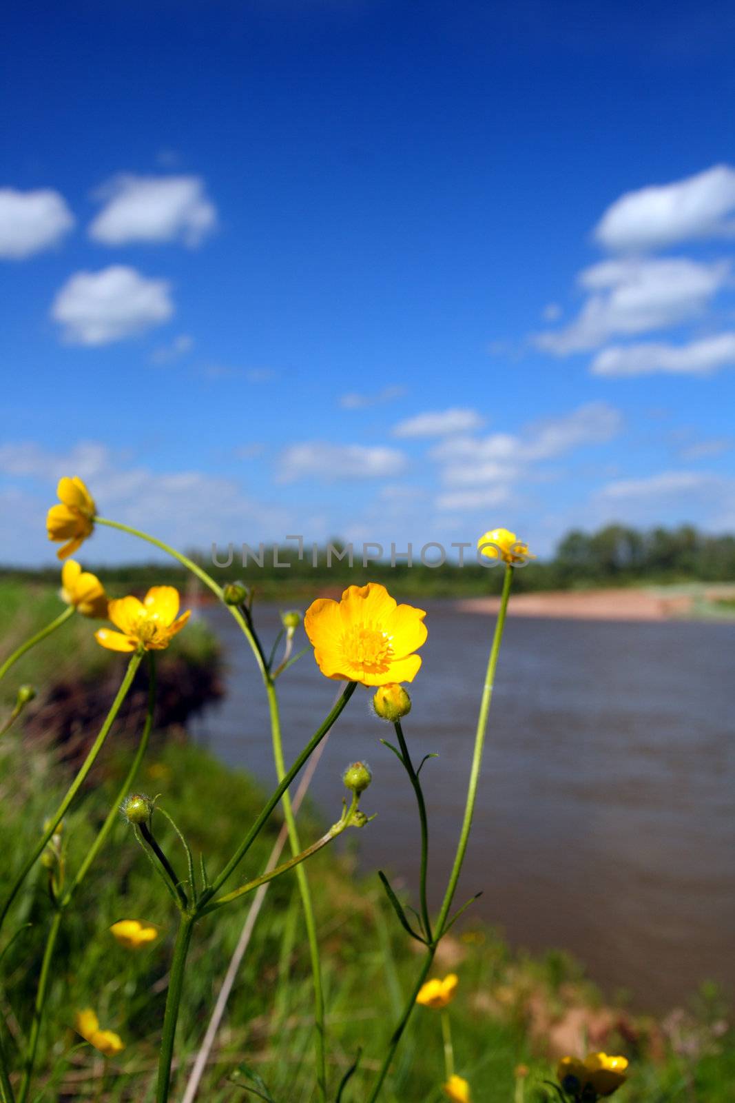 small yellow flowers near river in summer