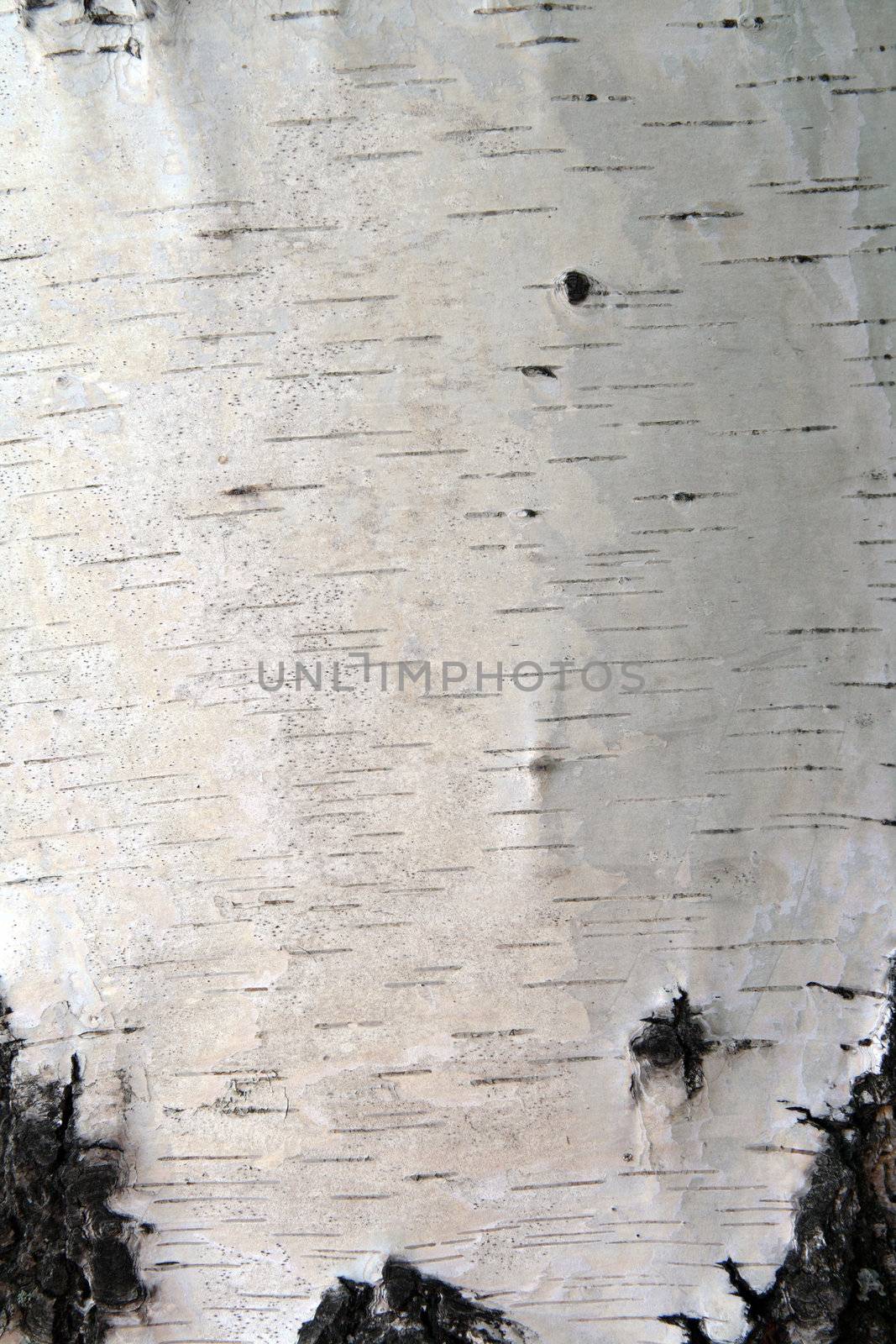 russian birch trunk bark