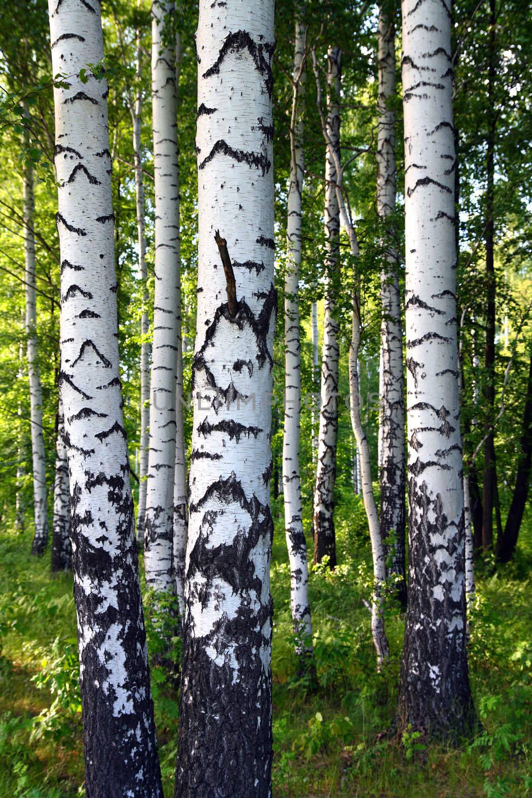 birch woods by Mikko