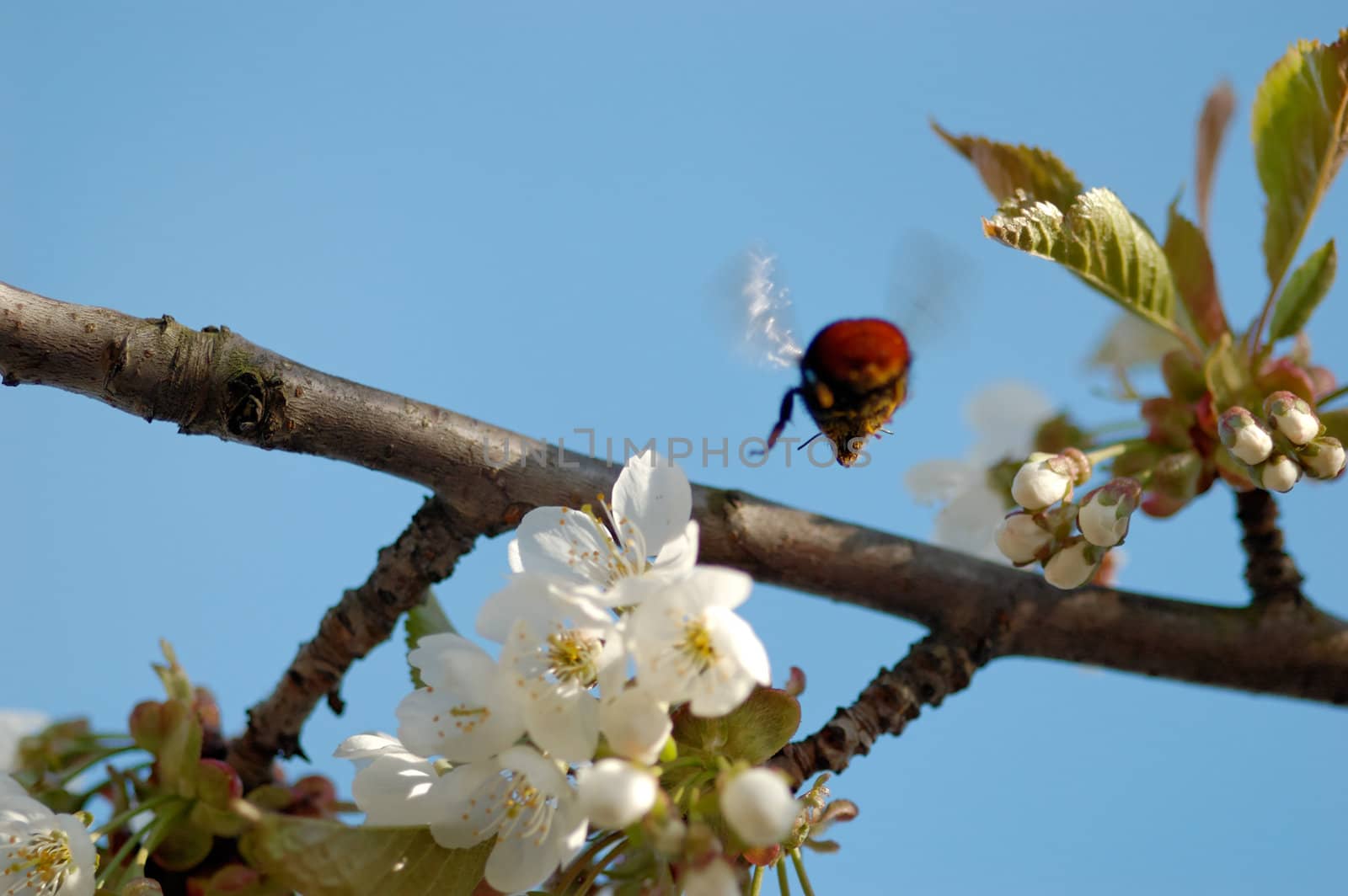 1:1 macro shot of a bumblebee from behind, flying from a cherry blossom, flozen in mid-flight. Shallow DOF with focus on the insect's snout.
