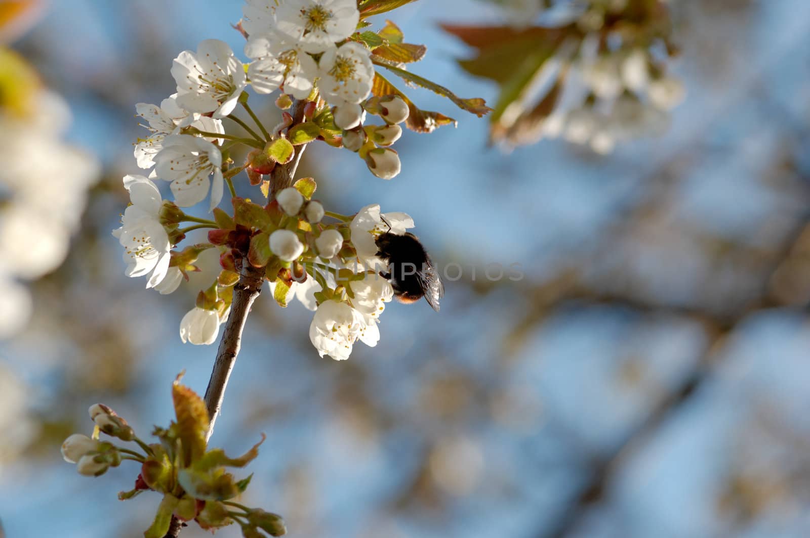 A macro image of a bumblebee drinking nectar from a cherry blossom.
