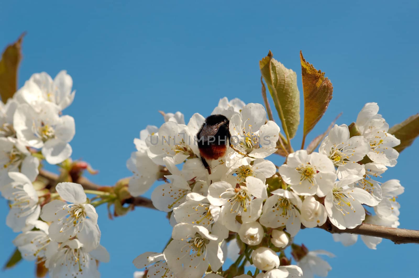 A macro image of a bumblebee deeply absorbed drinking nectar from a cherry blossom.
