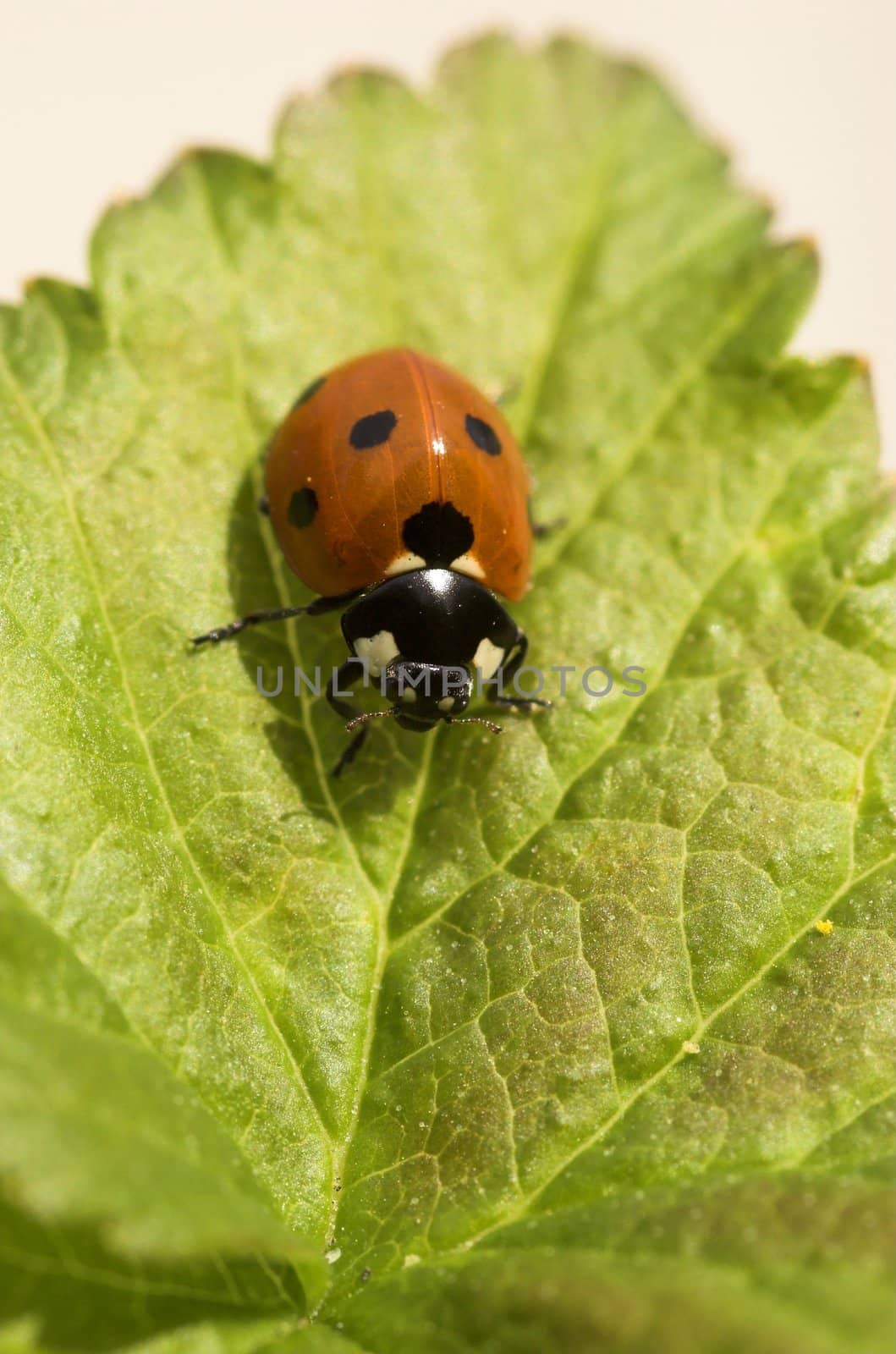 Macro image of a ladybird on a blackcurrant leaf
