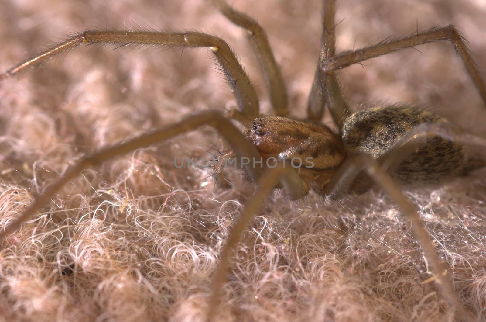 A large spider sitting on a carpet, captured from side.
