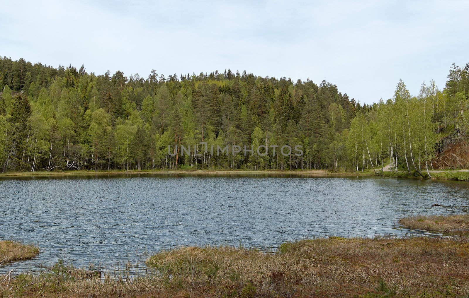A forest lake in summer in Norway
