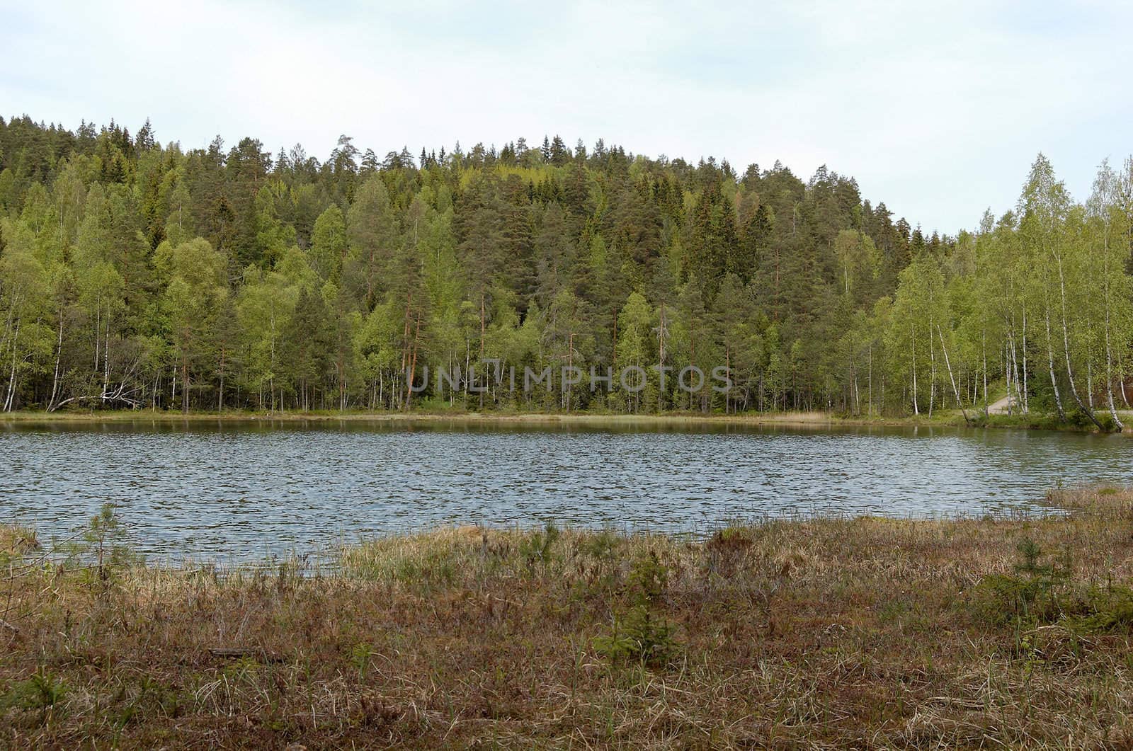 A forest lake in summer in Norway
