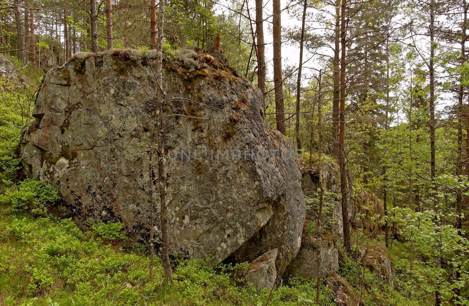 A huge moss-covered boulder in the forest
