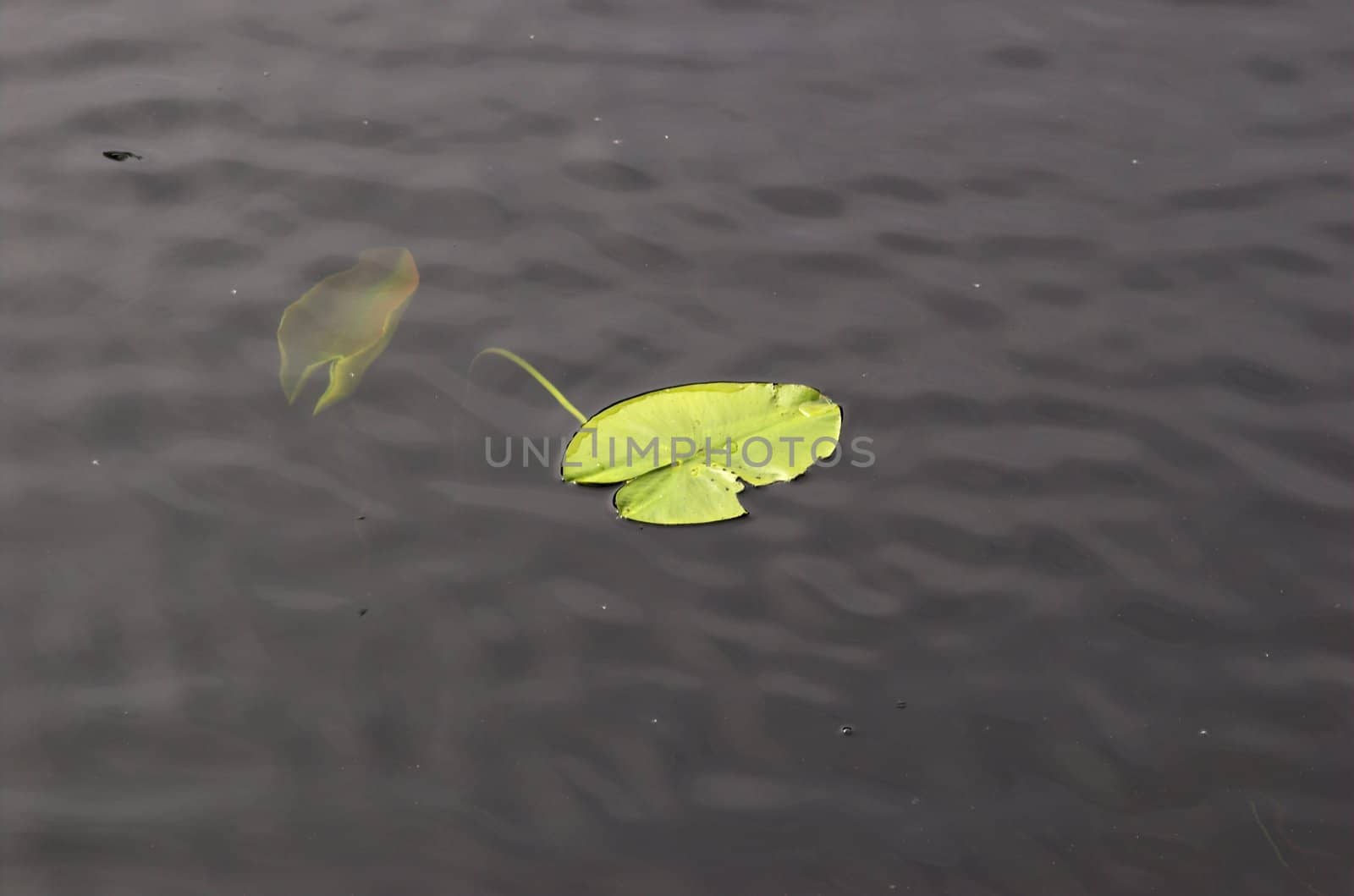 One water lily leaf floating on the surface of a lake, while the other is visible just under the surface.
