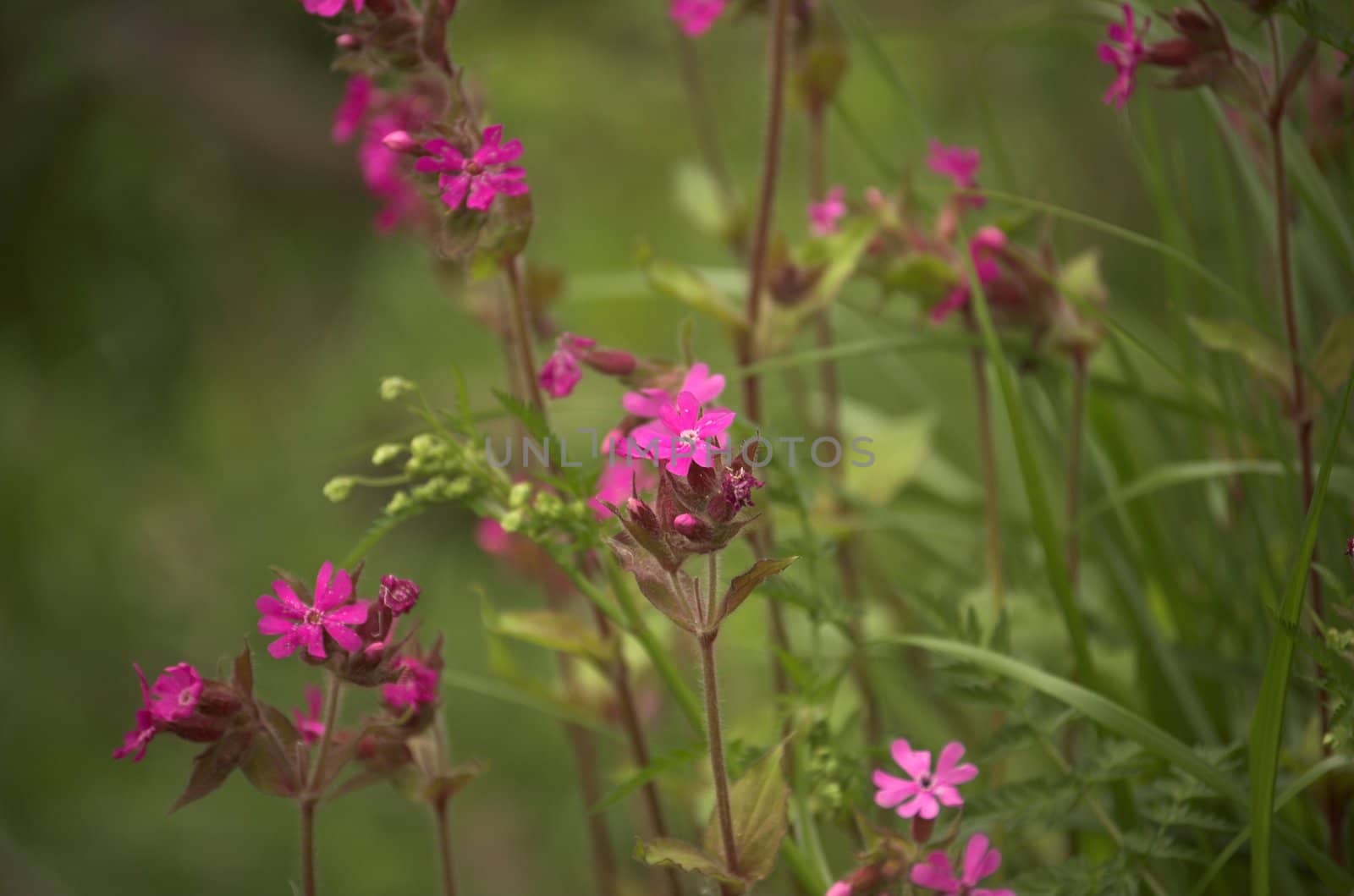 Verbena in a forest
