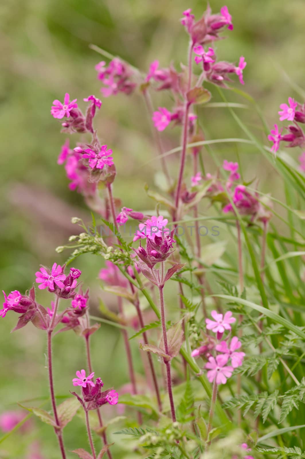 Verbena in a forest
