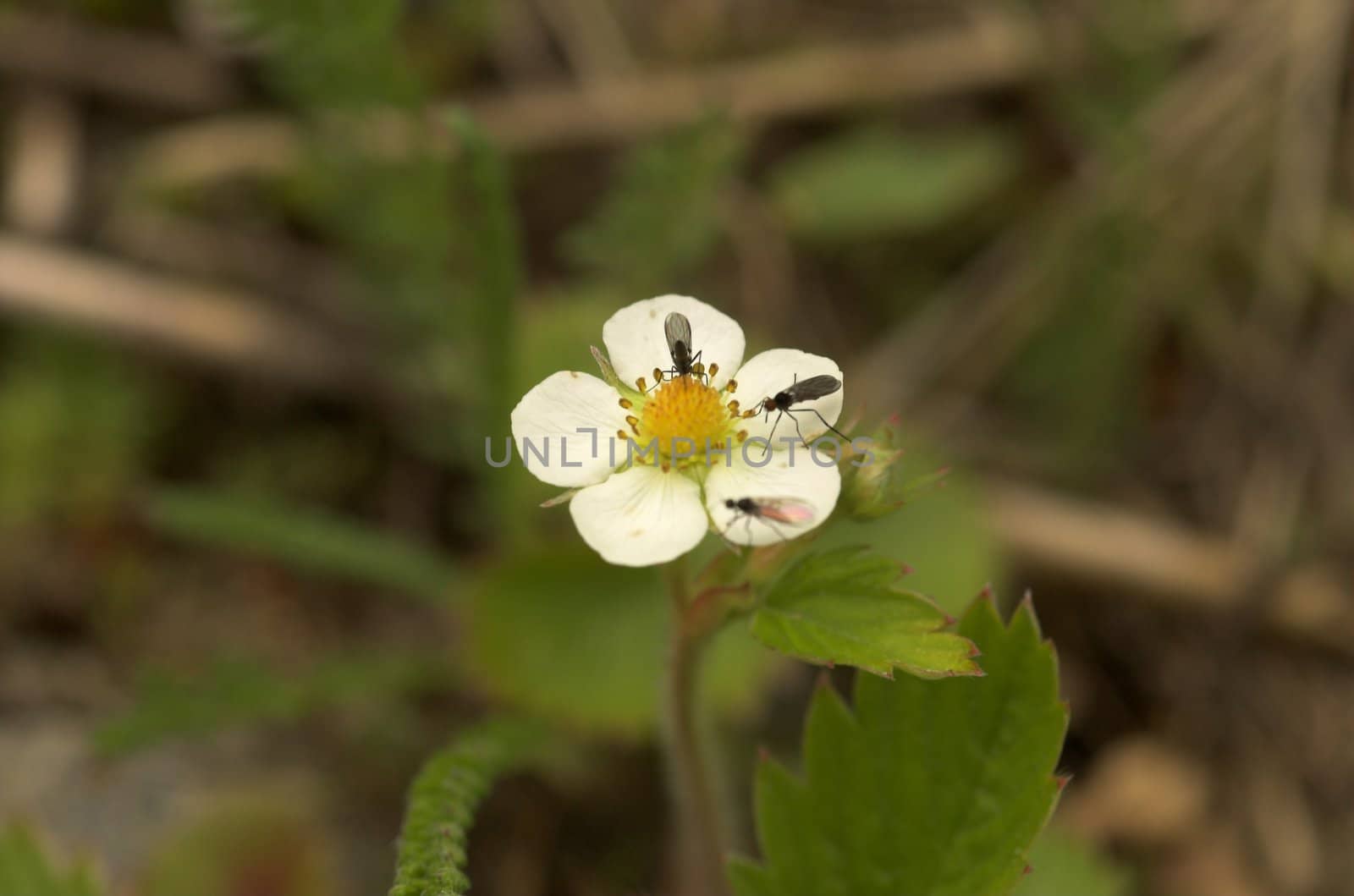 Three small flies sitting on a wild strawberry flower, each occupying its own petal.
