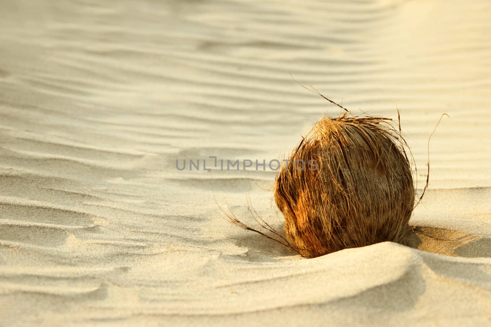 Coconut on beach sand