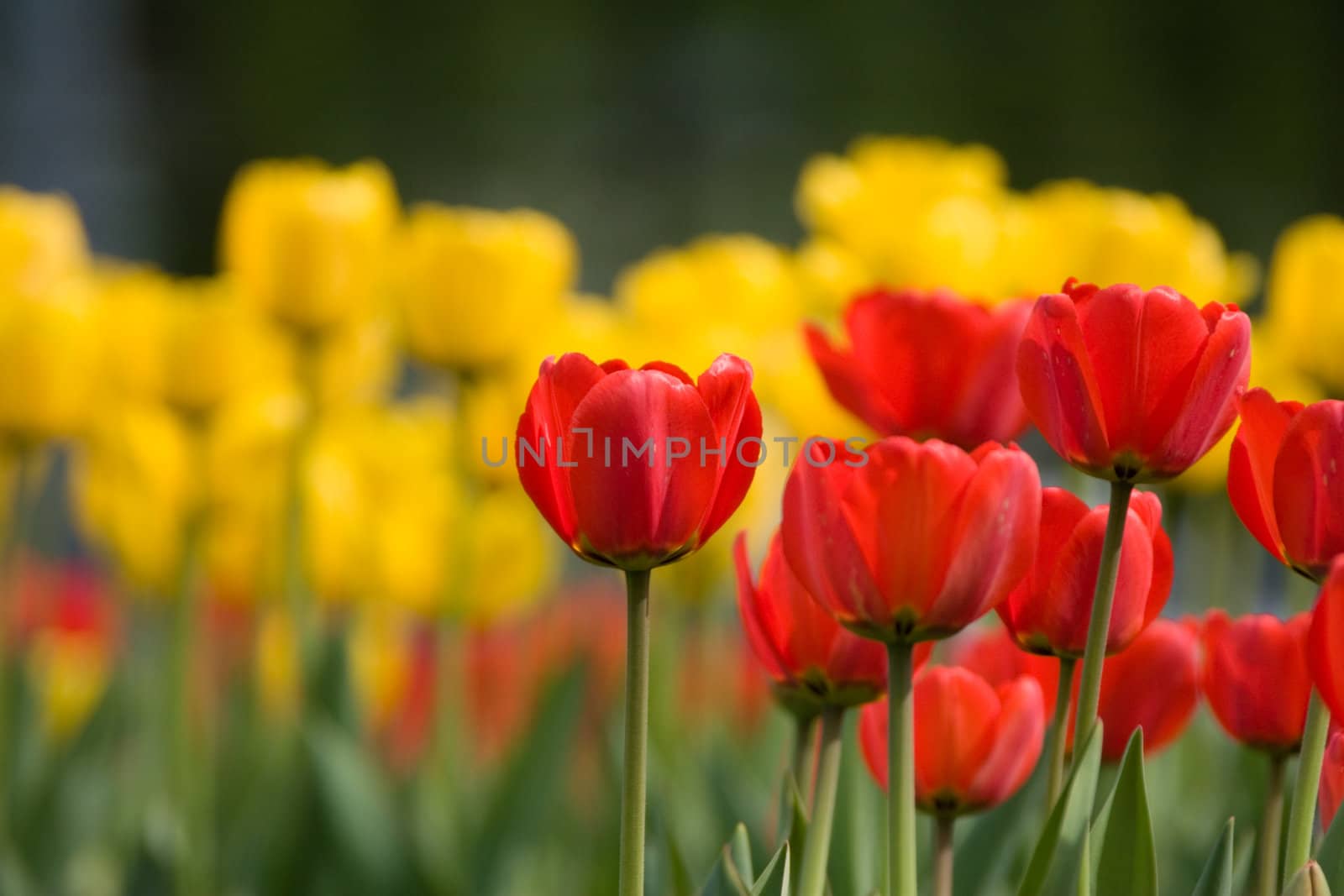 Tulips