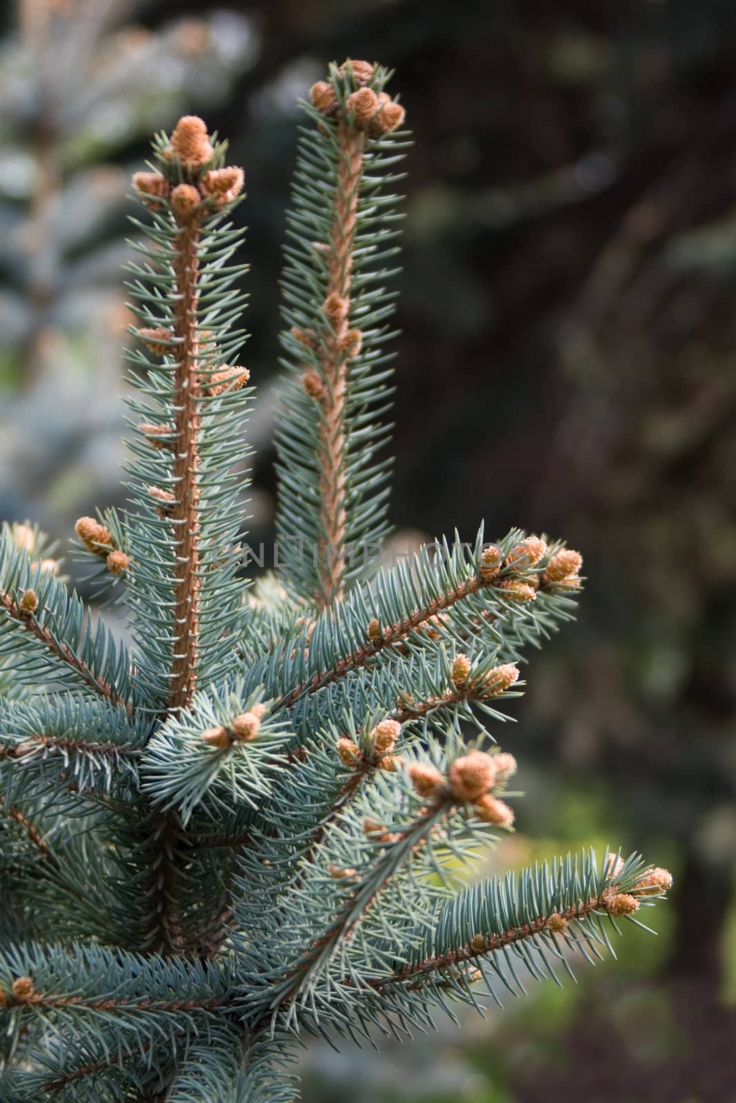 fur-tree