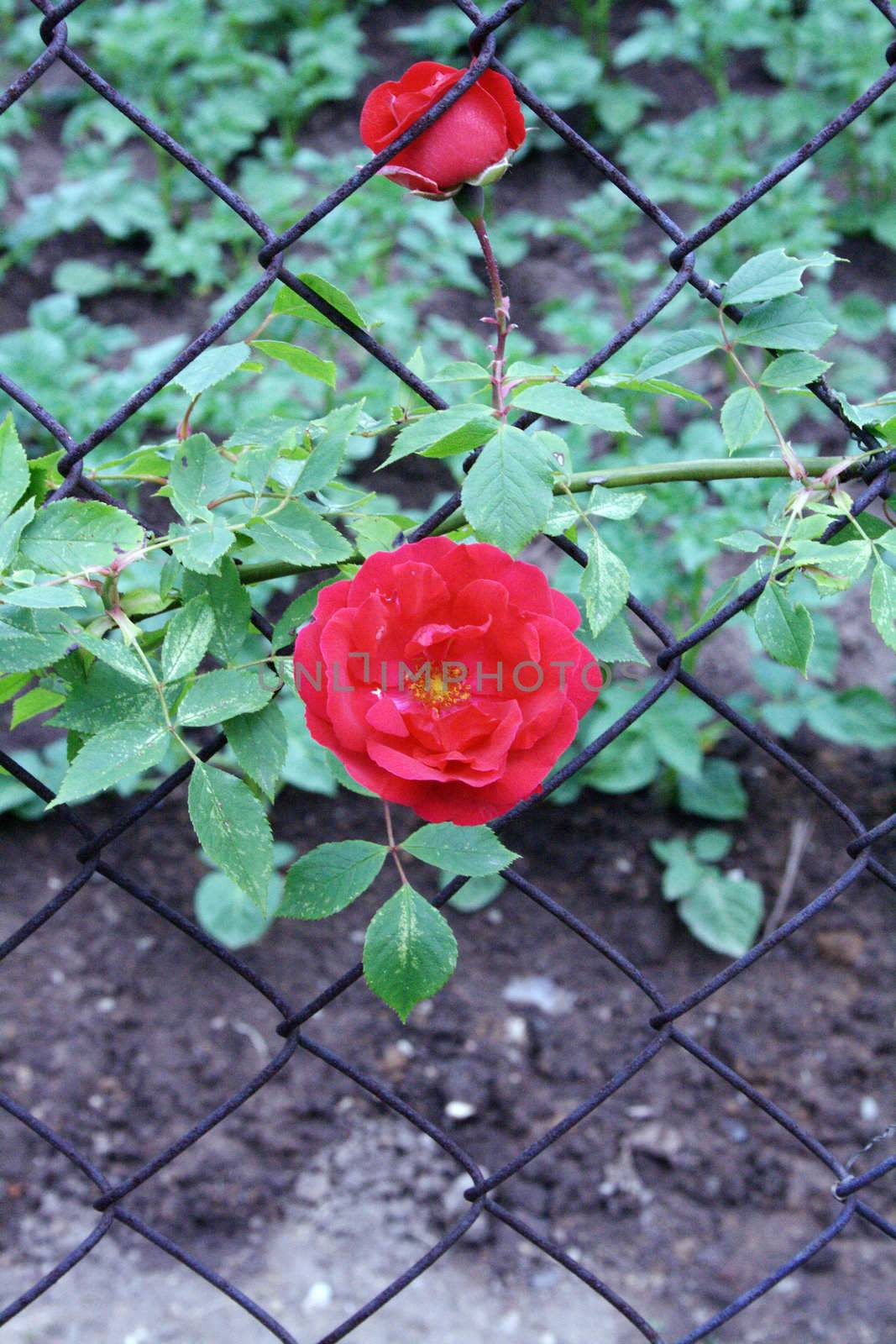 Red rose on a background of a grid