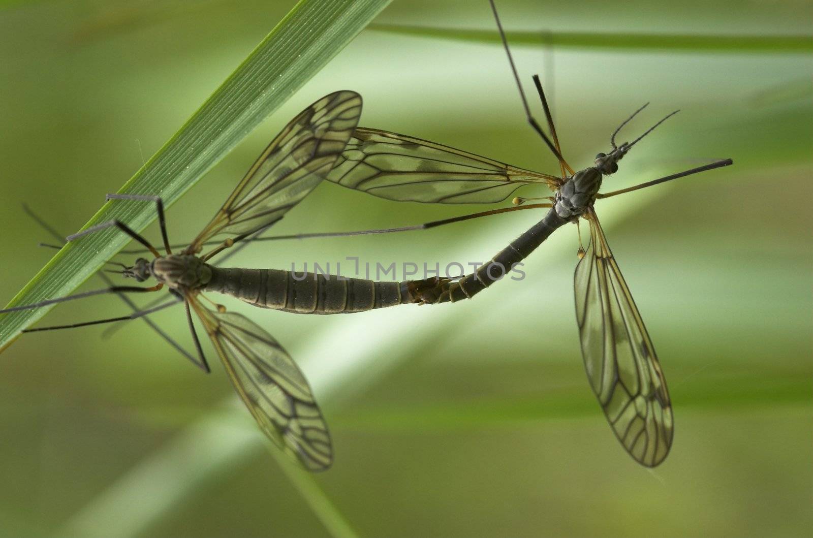 Two mating craneflies with the focus on the smaller male insect
