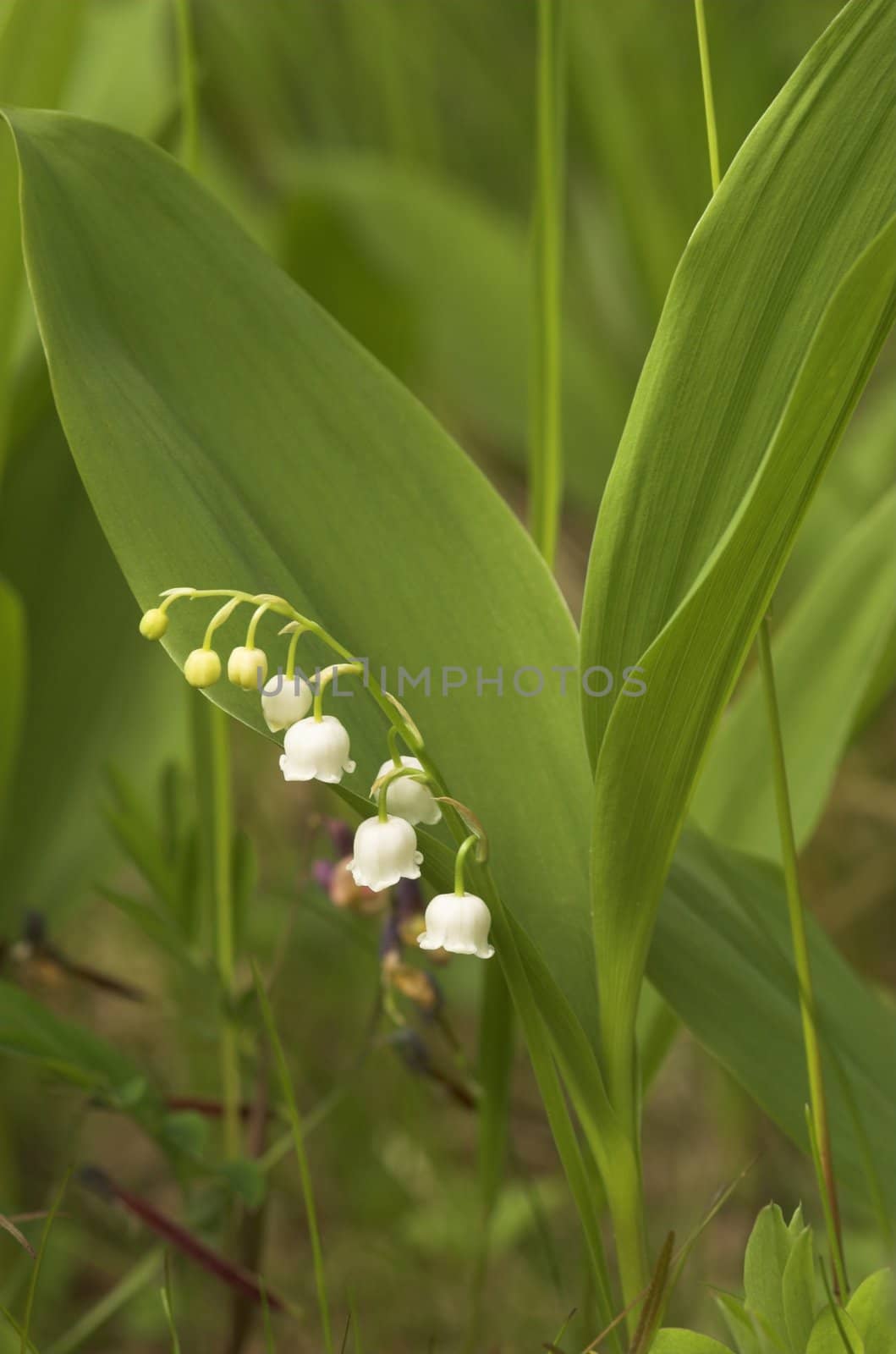 Lilly-of-the-Valley flower cluster and leaves
