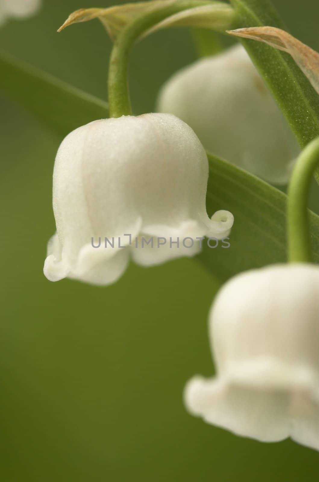 Macro image of two Lilly-of-the-Valley flowers
