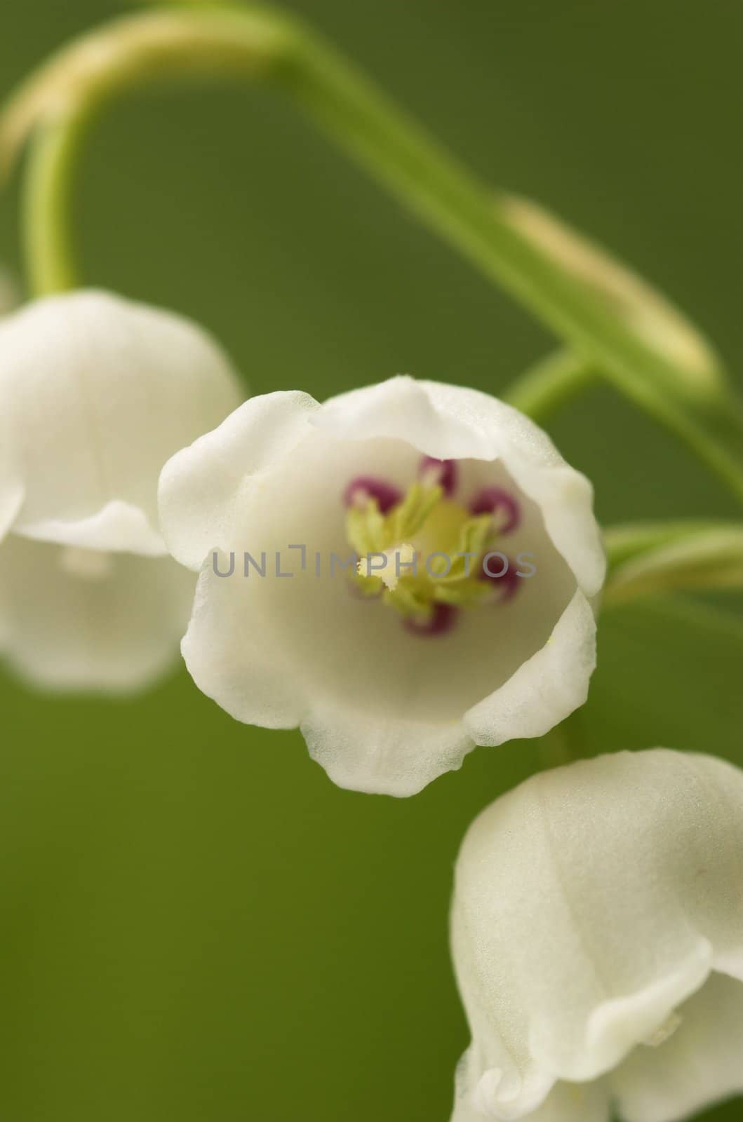 Lilly-of-the-Valley with one flower facing the camera. Focus is on the tip of the pistil (stigma) and on the outer parts of the petals.
