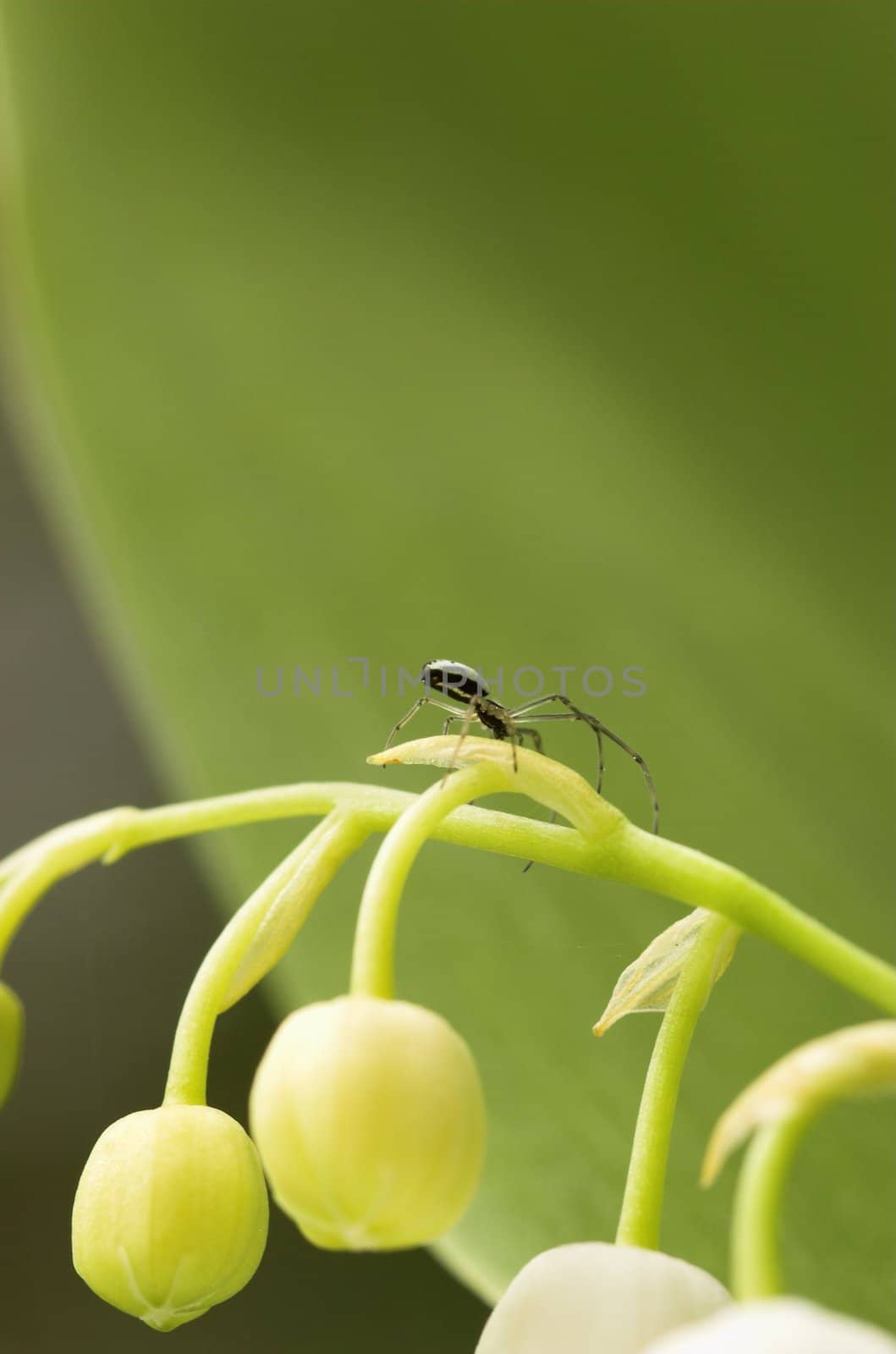 A small spider sitting on the lilly-of-the-valley flower. It raised its abdomen to send a thread of silk on the wind
