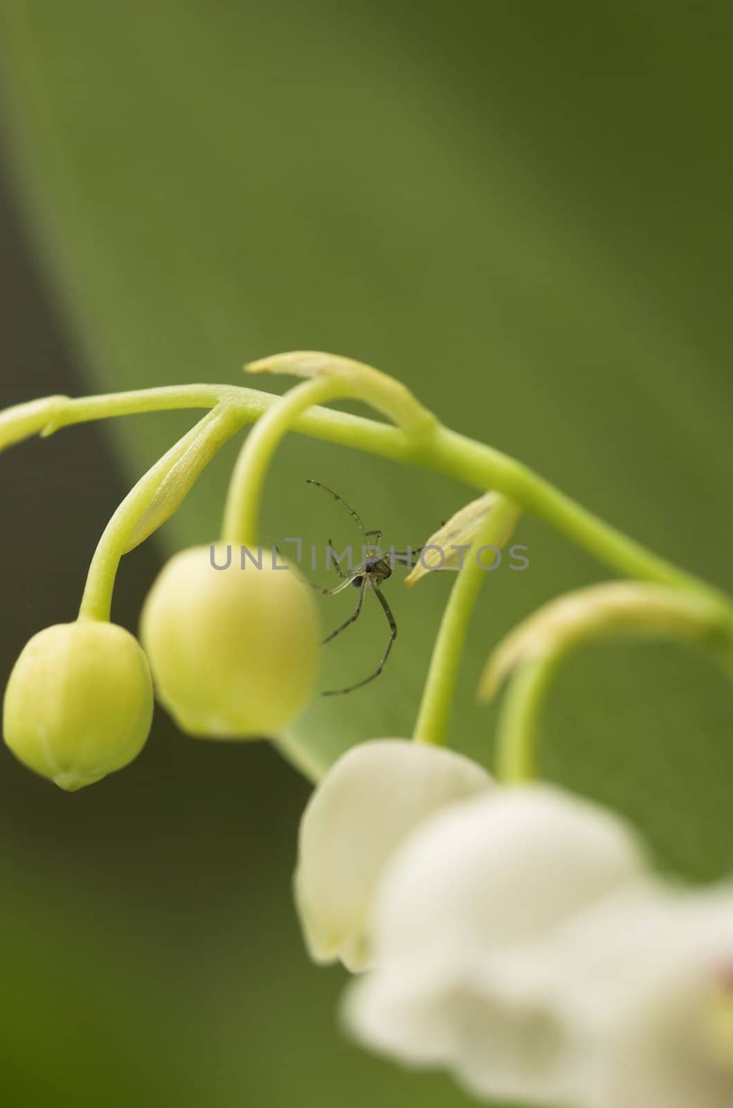 A small spider sitting on the lilly-of-the-valley flower.
