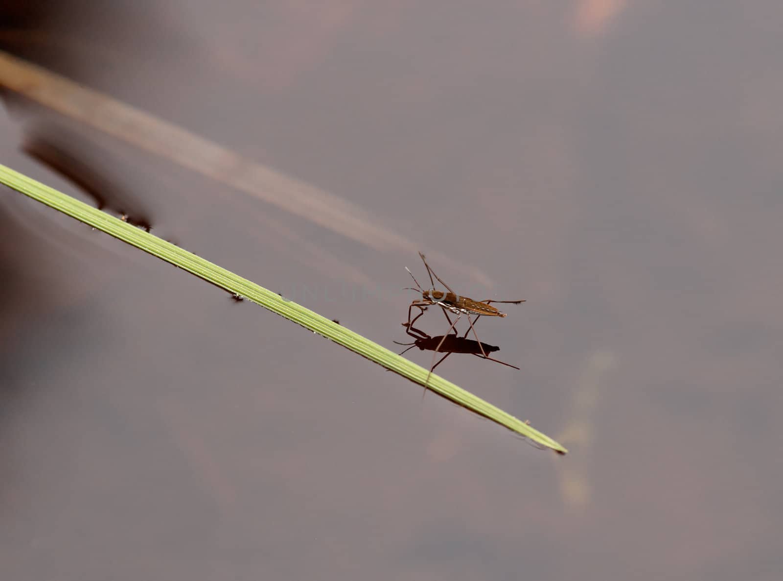 A waterstrider, which parked itself by a grass straw.
