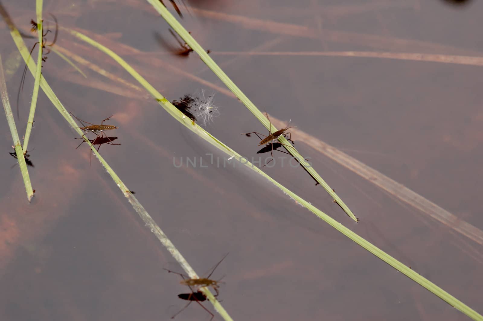 Three waterstriders resting and waiting for the prey.
