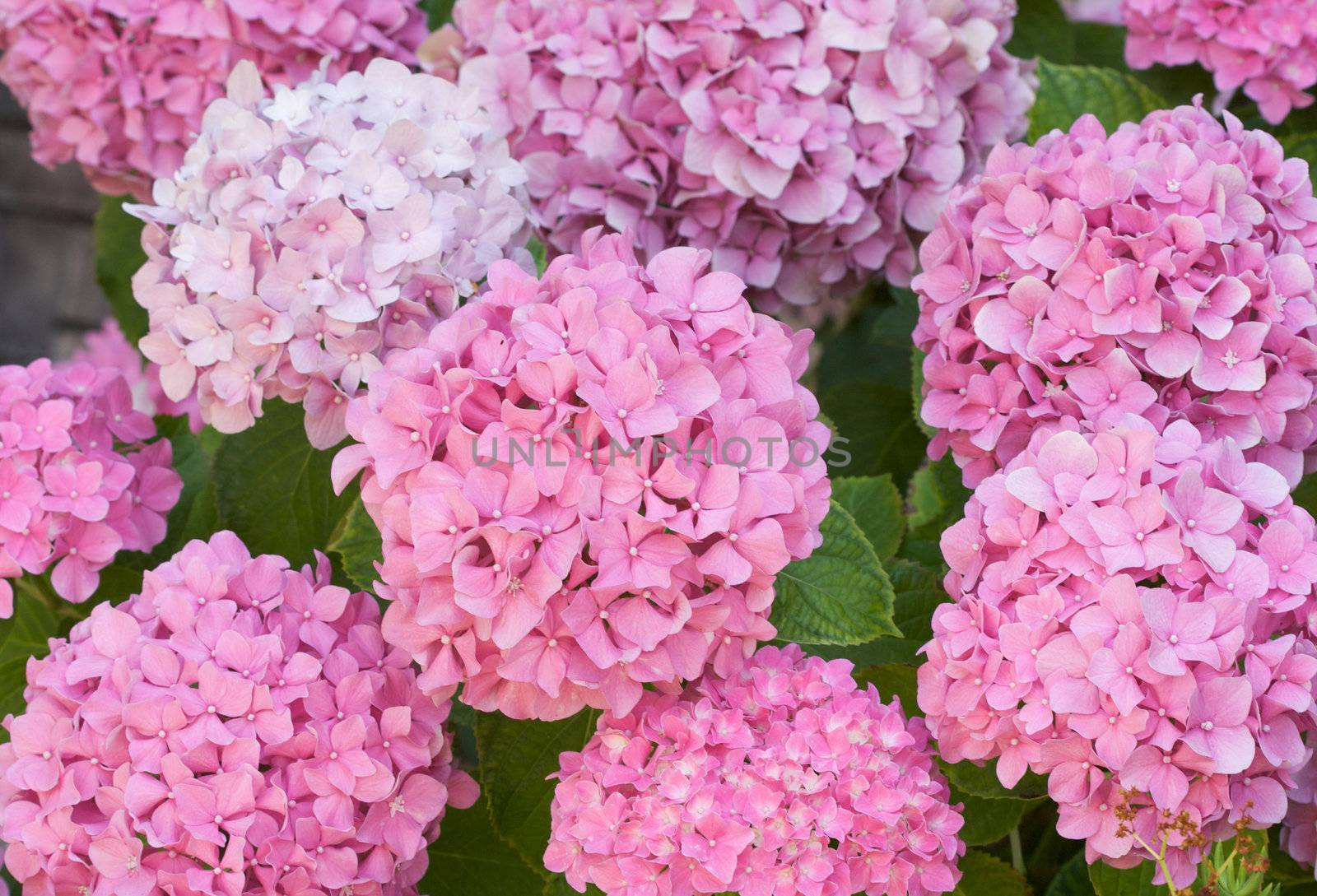 Beautiful Hydrangea Blossoms