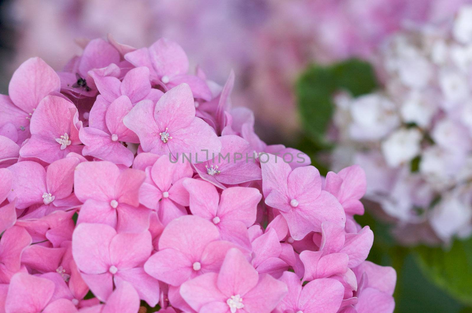 Beautiful Hydrangea Blossoms close up.