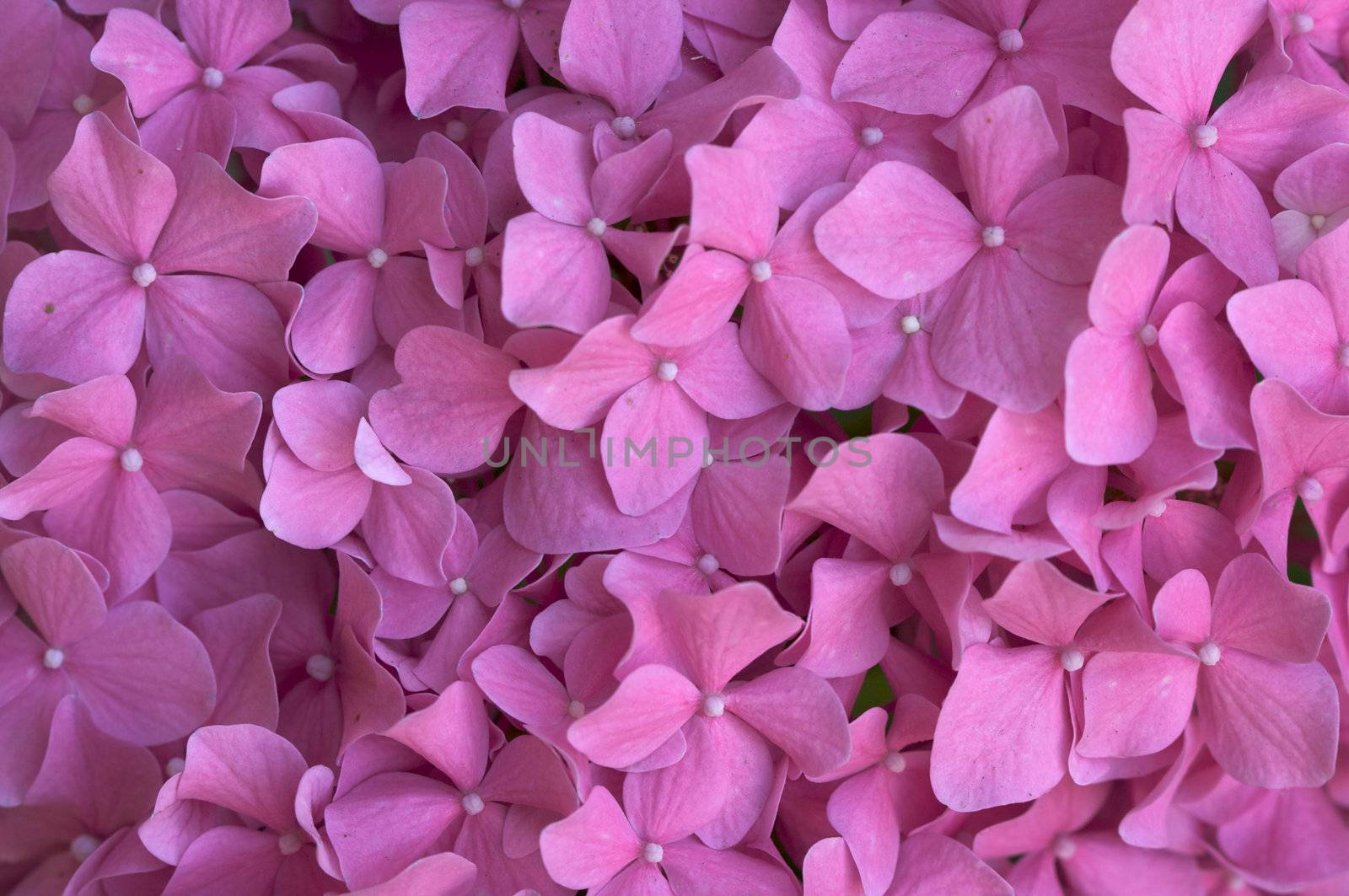 Beautiful Hydrangea Blossoms Macro