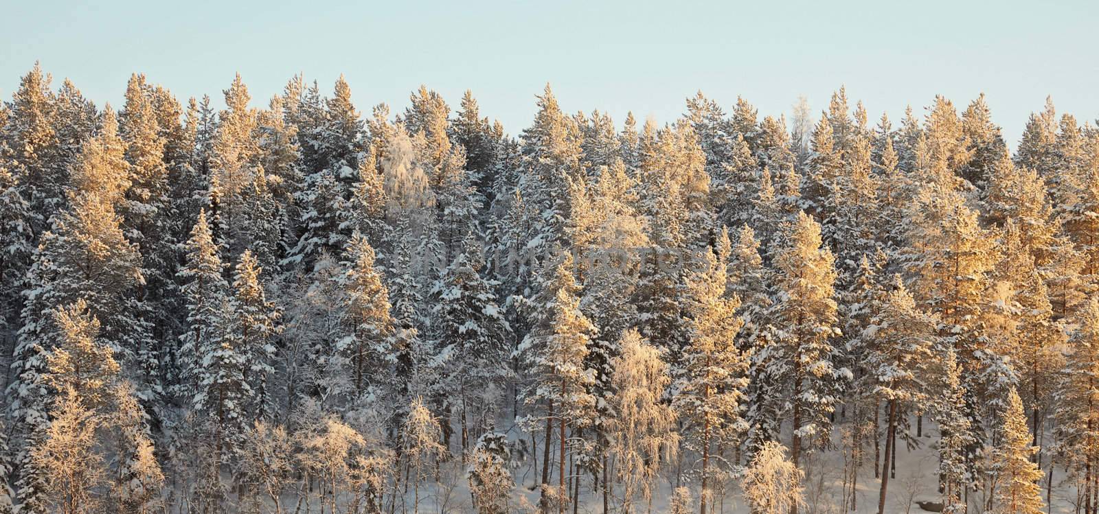 Horizon covered winter forest, lit by the sun