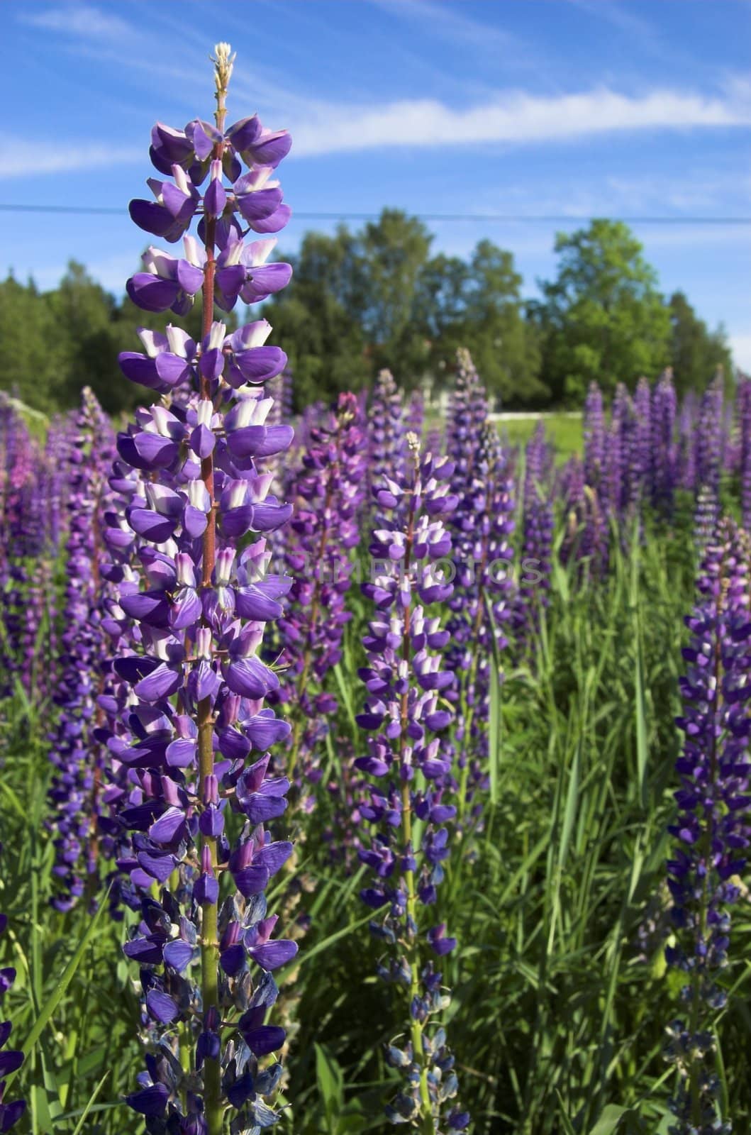 Purple and white lupin flower on the background a field of lupins and blue sky
