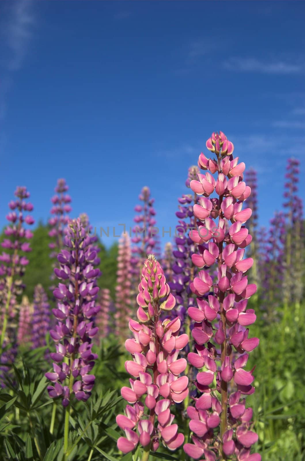 Pink and violet lupins against deep blue sky
