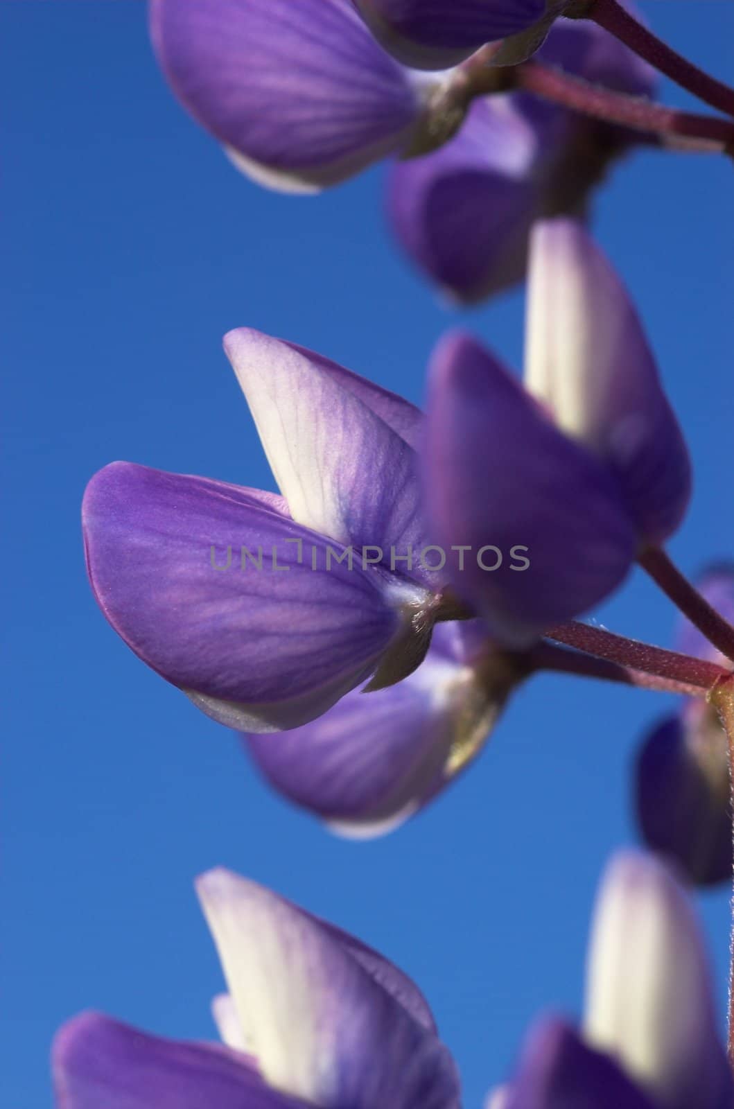 A macro image of a couple of lupin flowers agains clear blue sky
