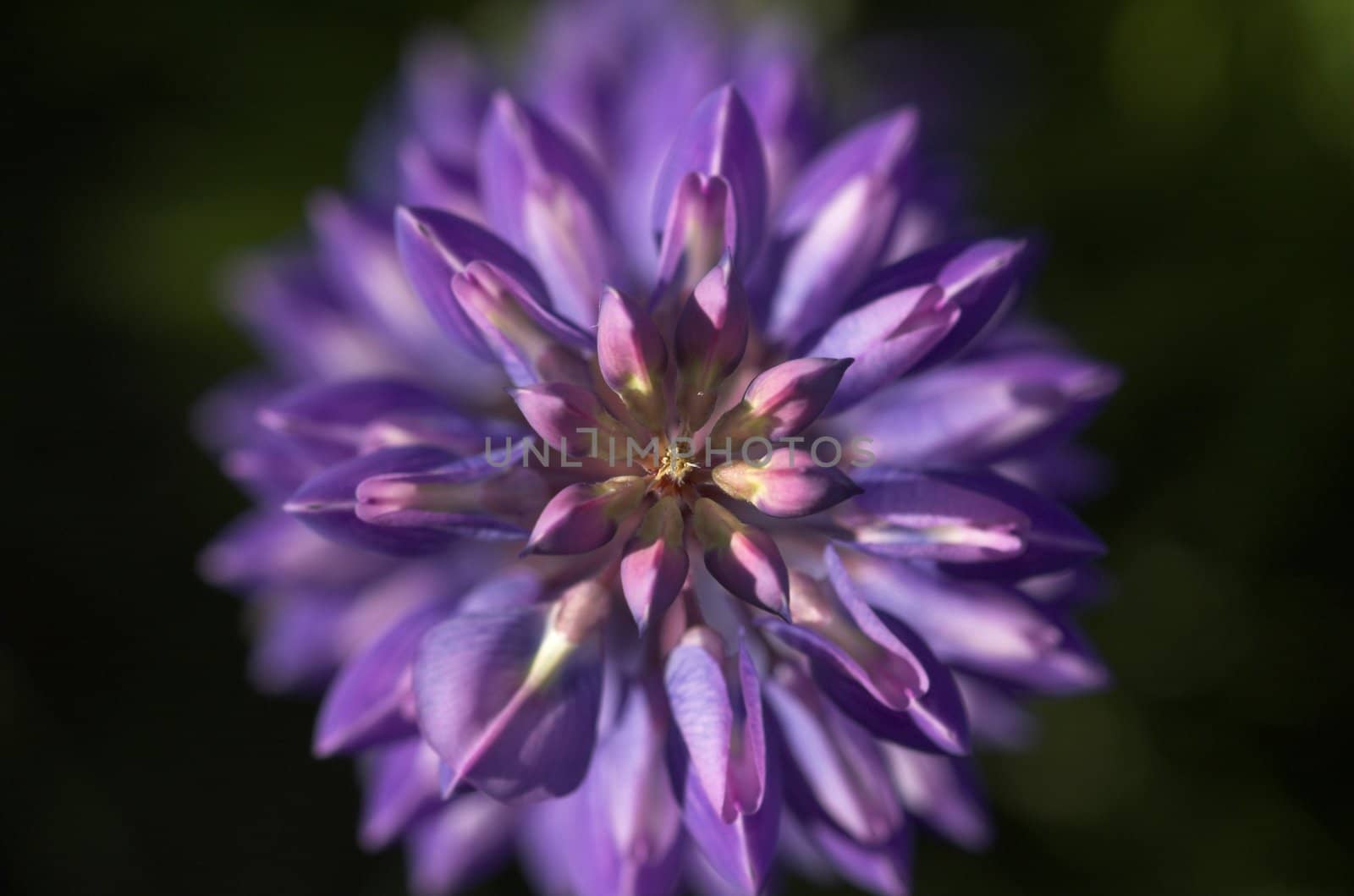 A cluster of Lupin flowers, seen from above
