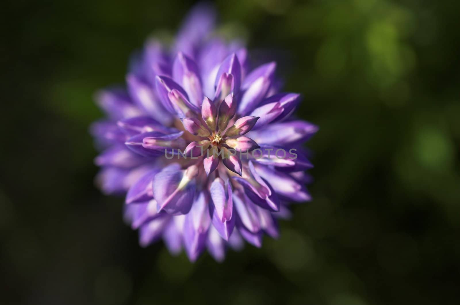 A cluster of Lupin flowers, seen from above
