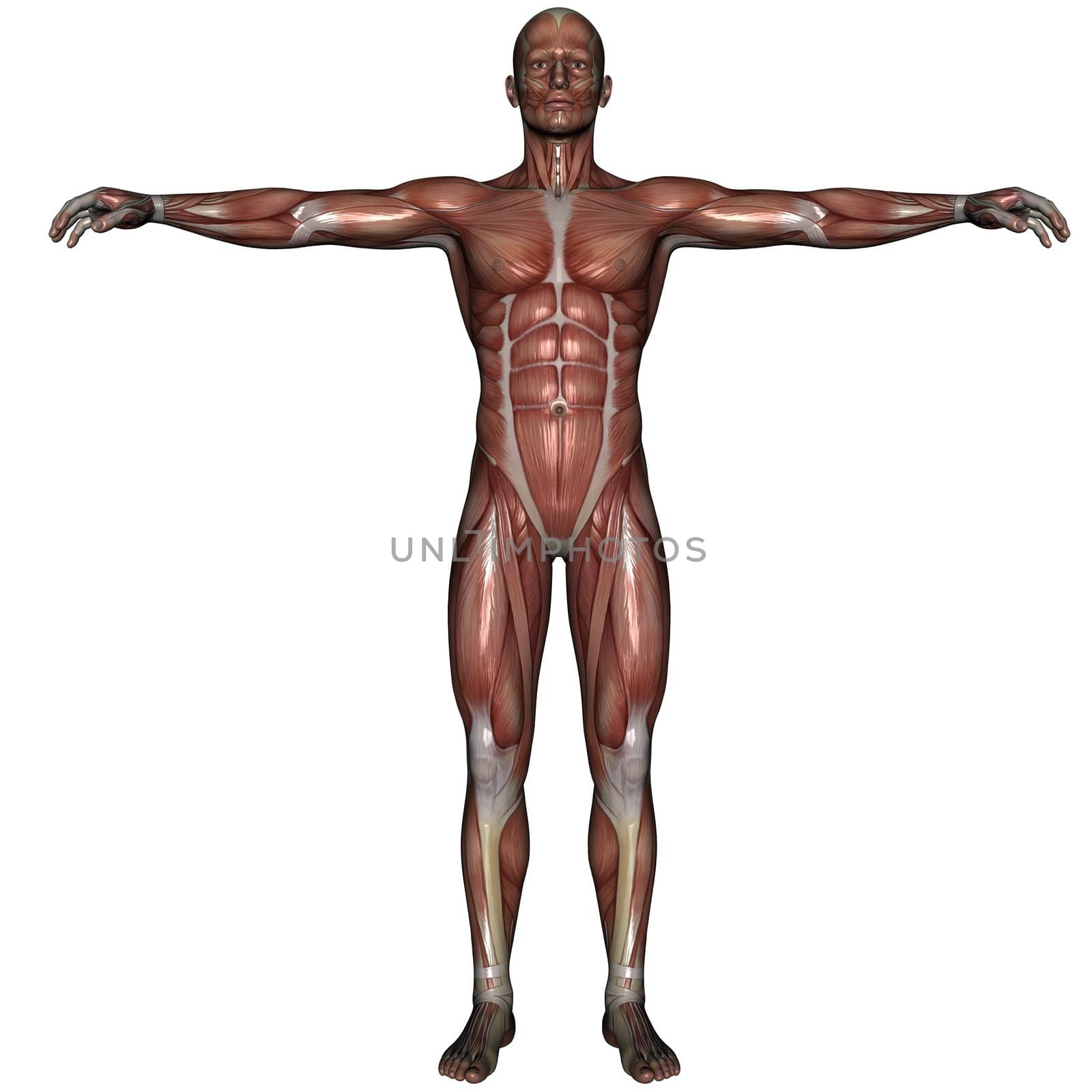 3D rendered muscle of man on white background isolated