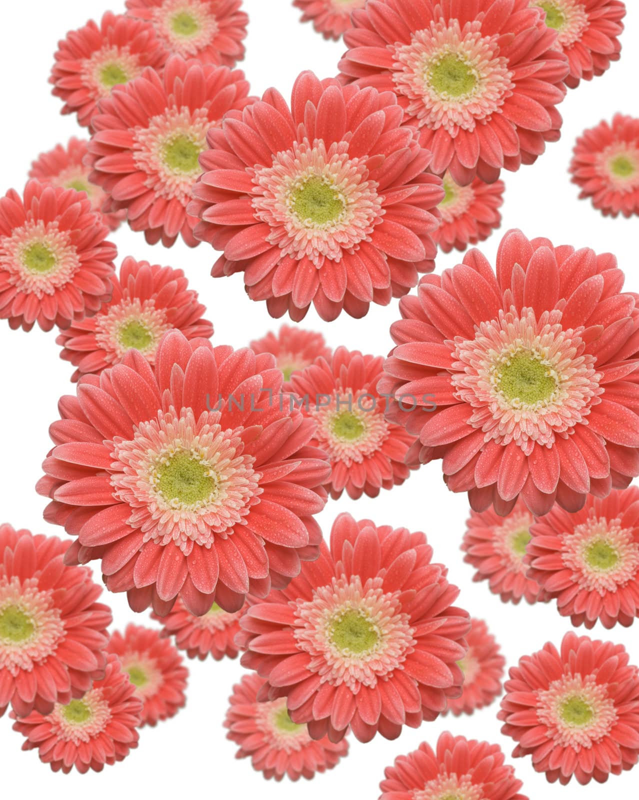 Falling Gerber Daisies by Feverpitched