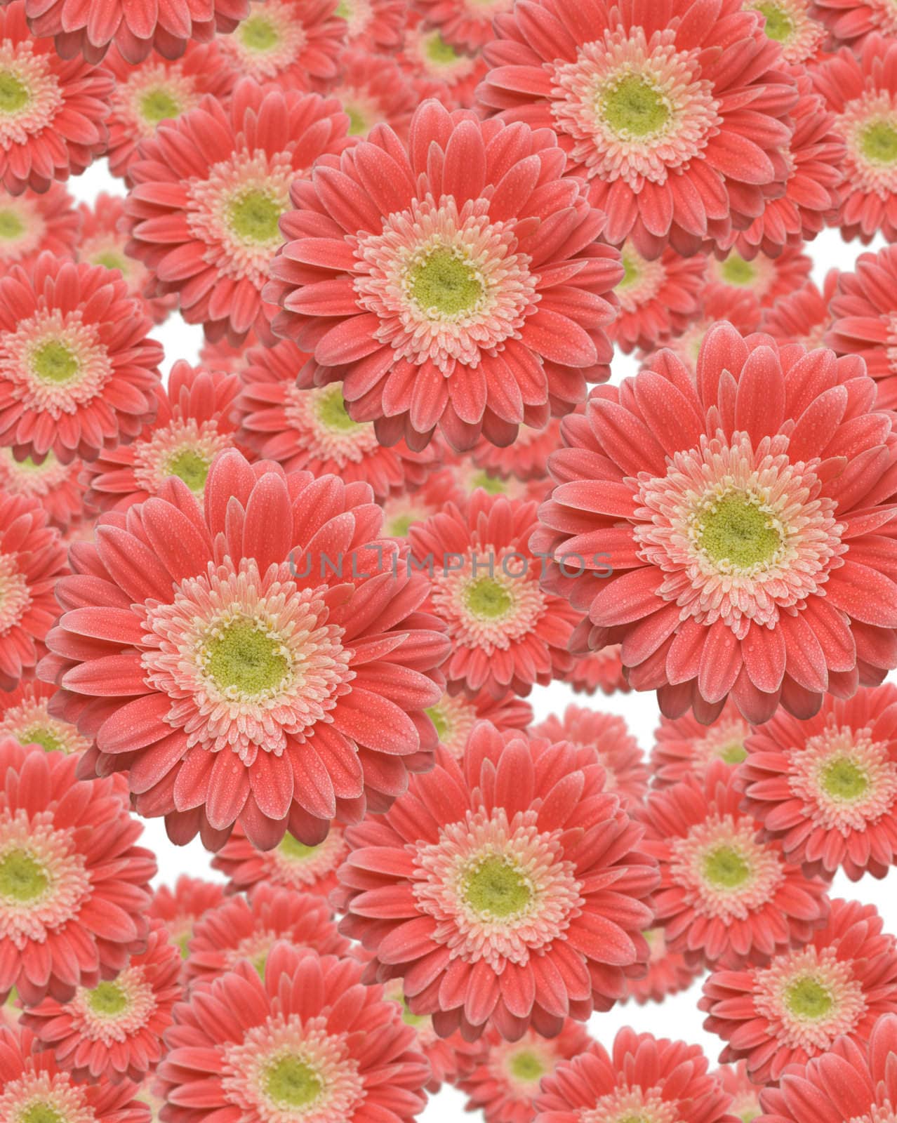 Falling Gerber Daisies by Feverpitched
