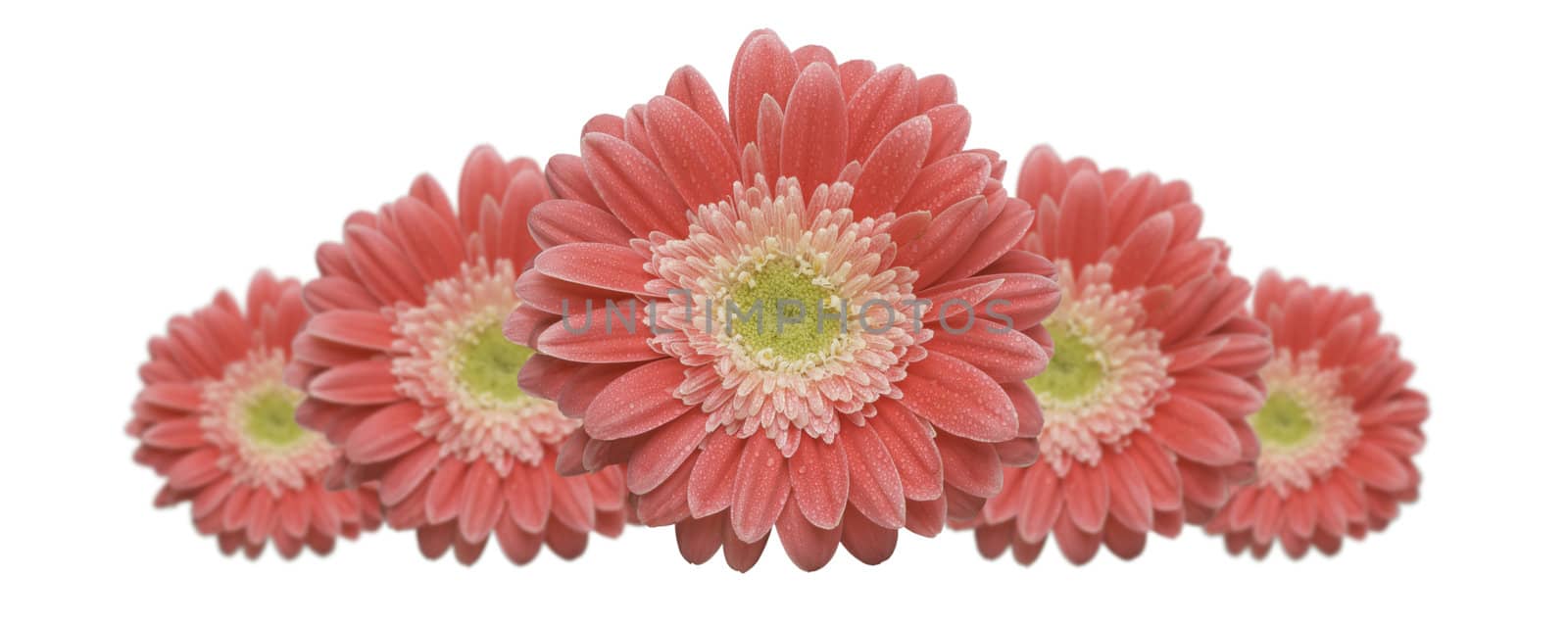 Gerber Daisy Row by Feverpitched
