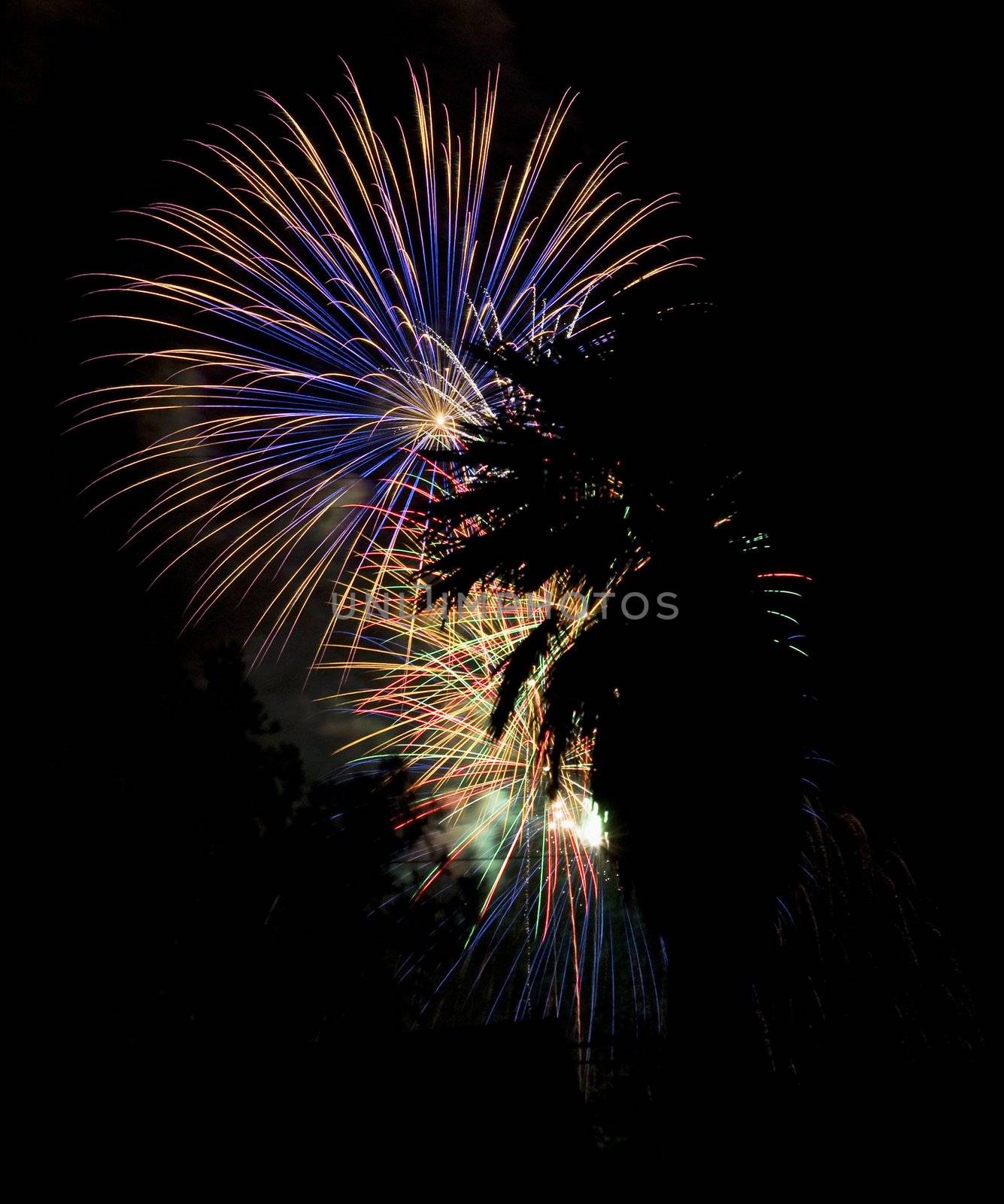 Fireworks behind a palm tree in silhouette