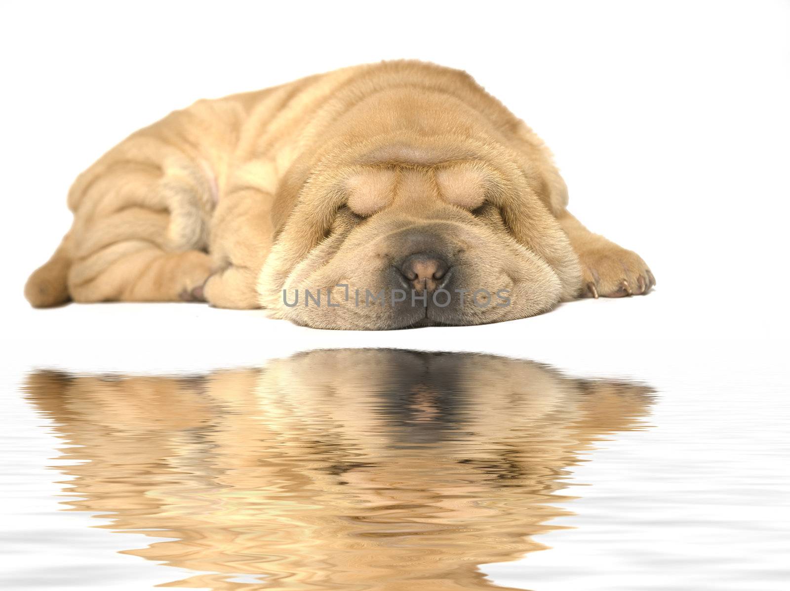 A young sharpei pup sleeping on the studio floor