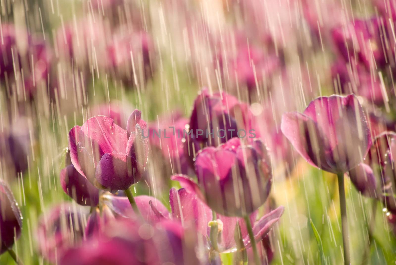 Rain on tulip of purple color in garden.
