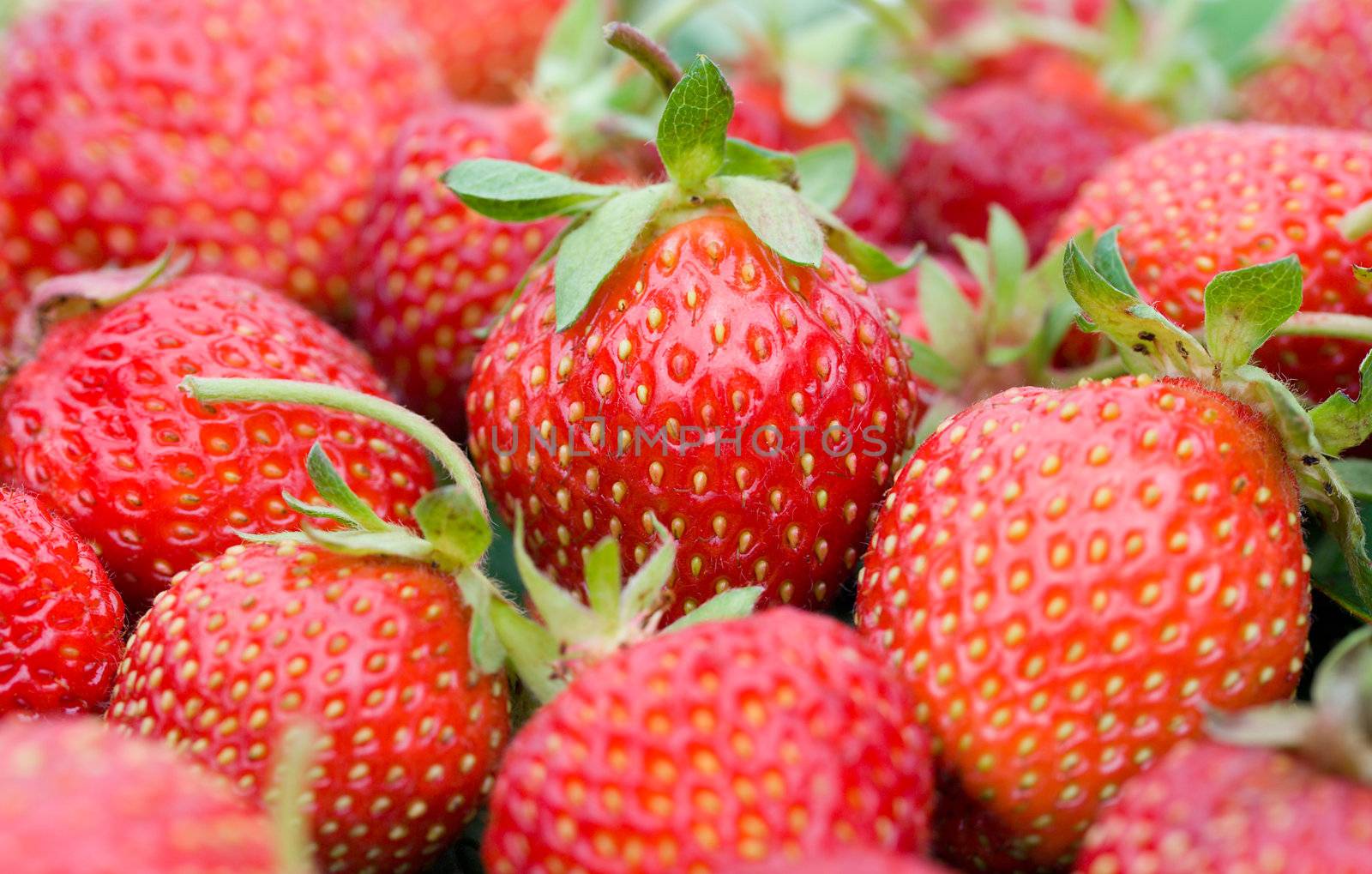 close-up strawberries by Alekcey