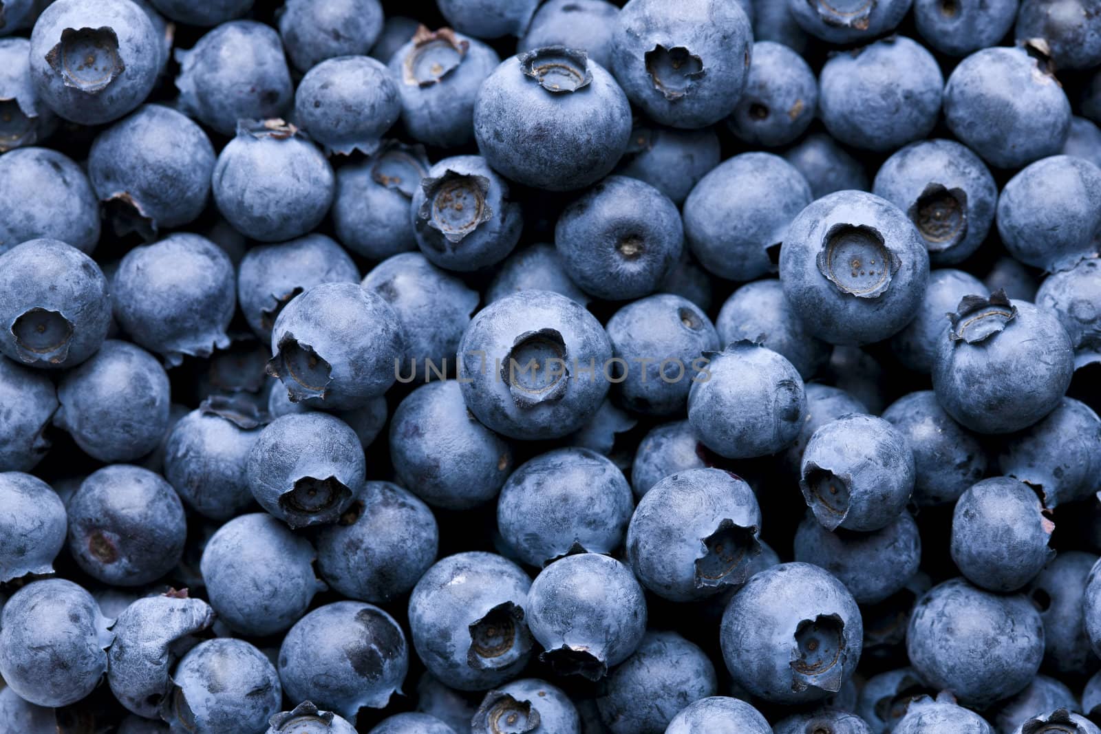 Close-up of delicious fresh blueberries filling the frame
