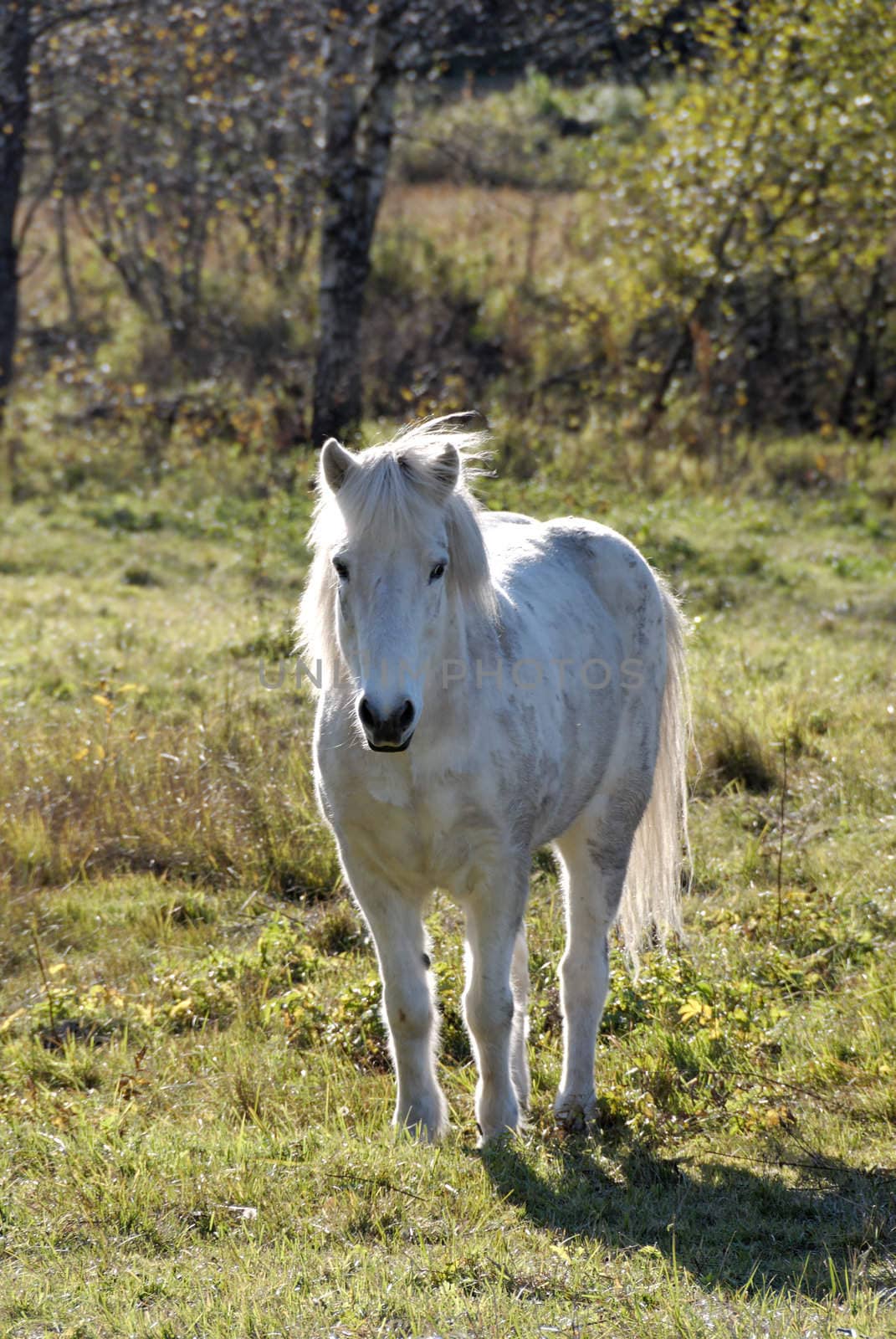 A white horse, looking at the camera.
