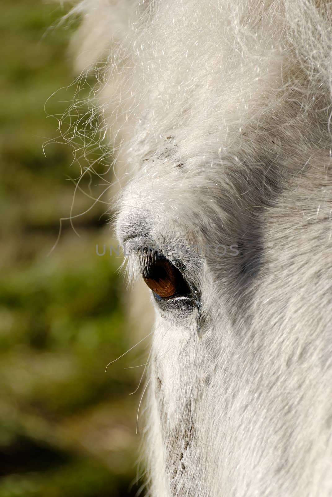 The eye of a white horse
