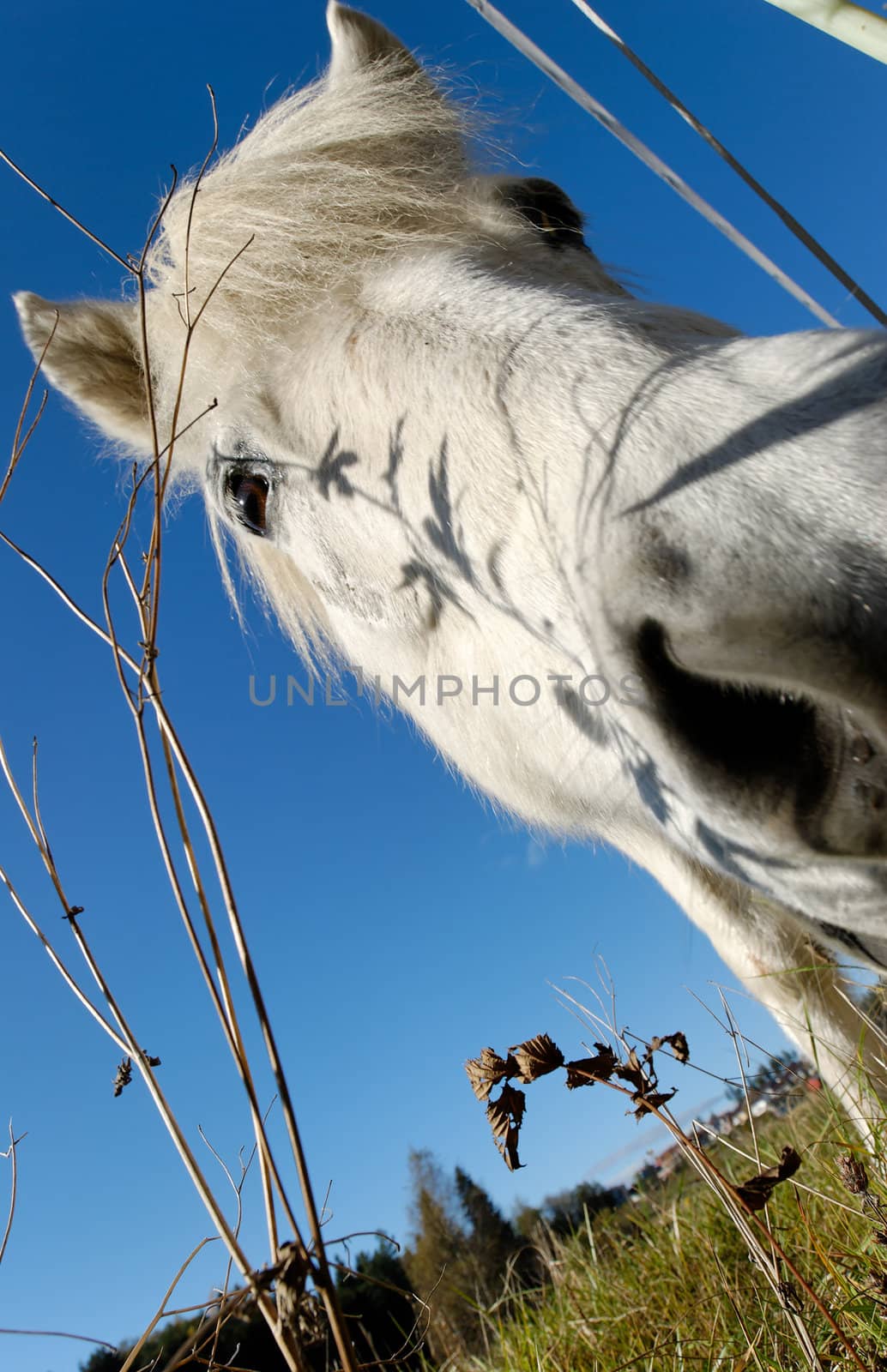 A wide-angle shot of a horse's snout from below. The focus is on the eye.
