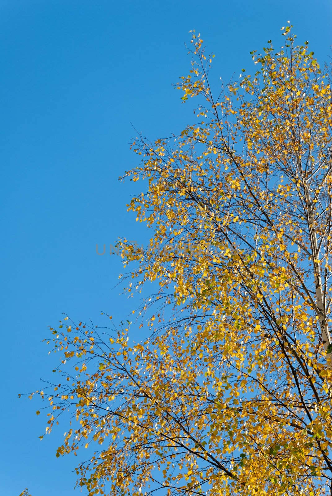 Golden birch on blue sky, lit by the setting sun.
